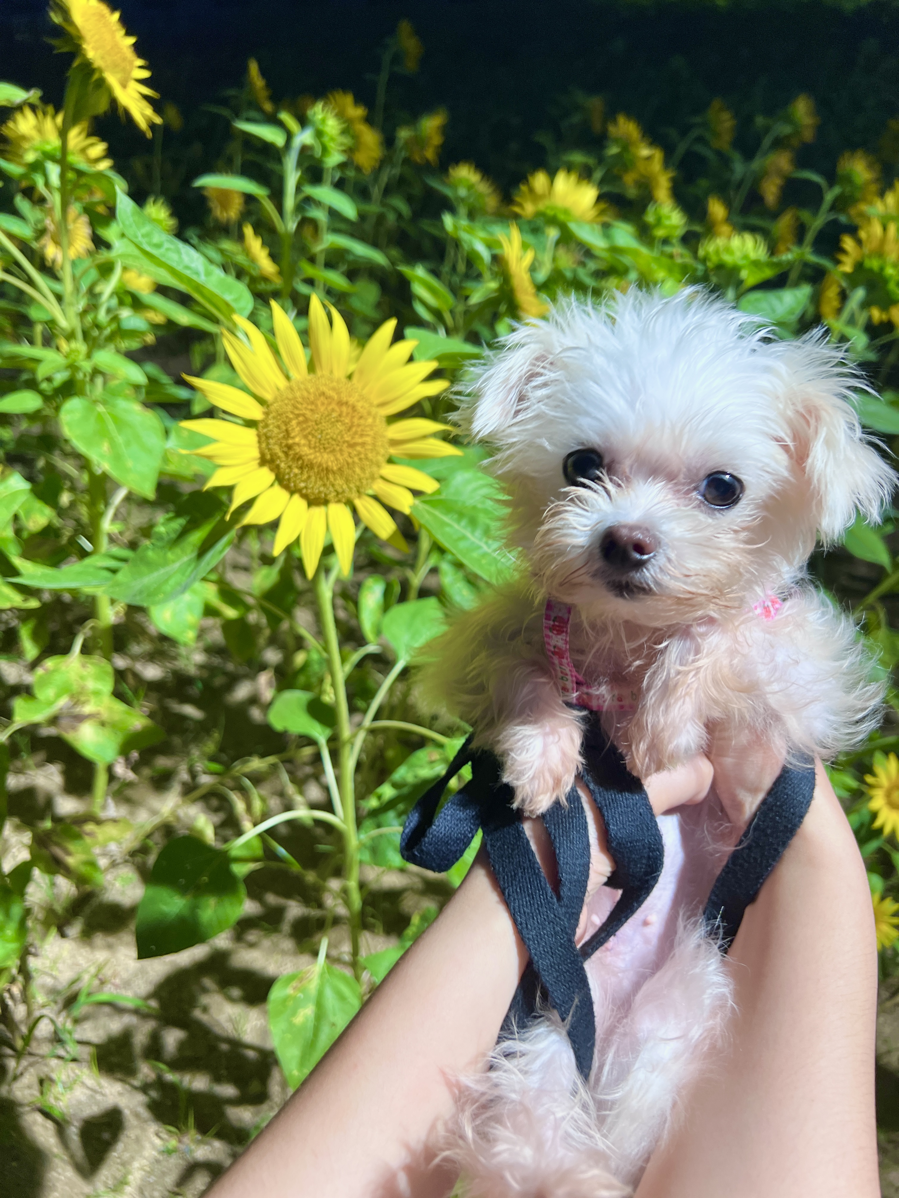 (구) 삼원이 (현) 미소 3개월차 임보 후기