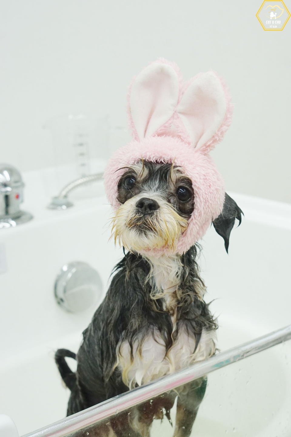 삼공(순심)이 임시보호 3개월차 입니다!