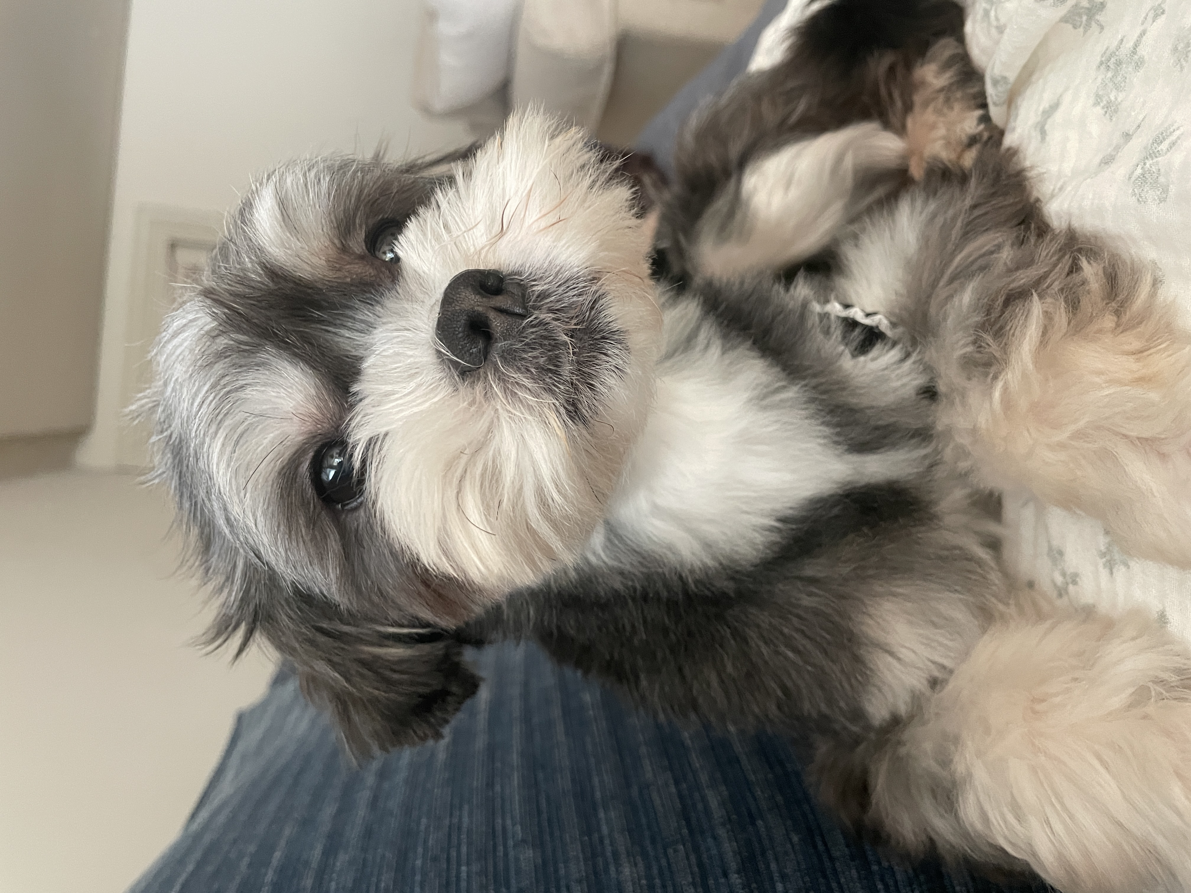 삼공(순심)이 임시보호 3개월차 입니다!