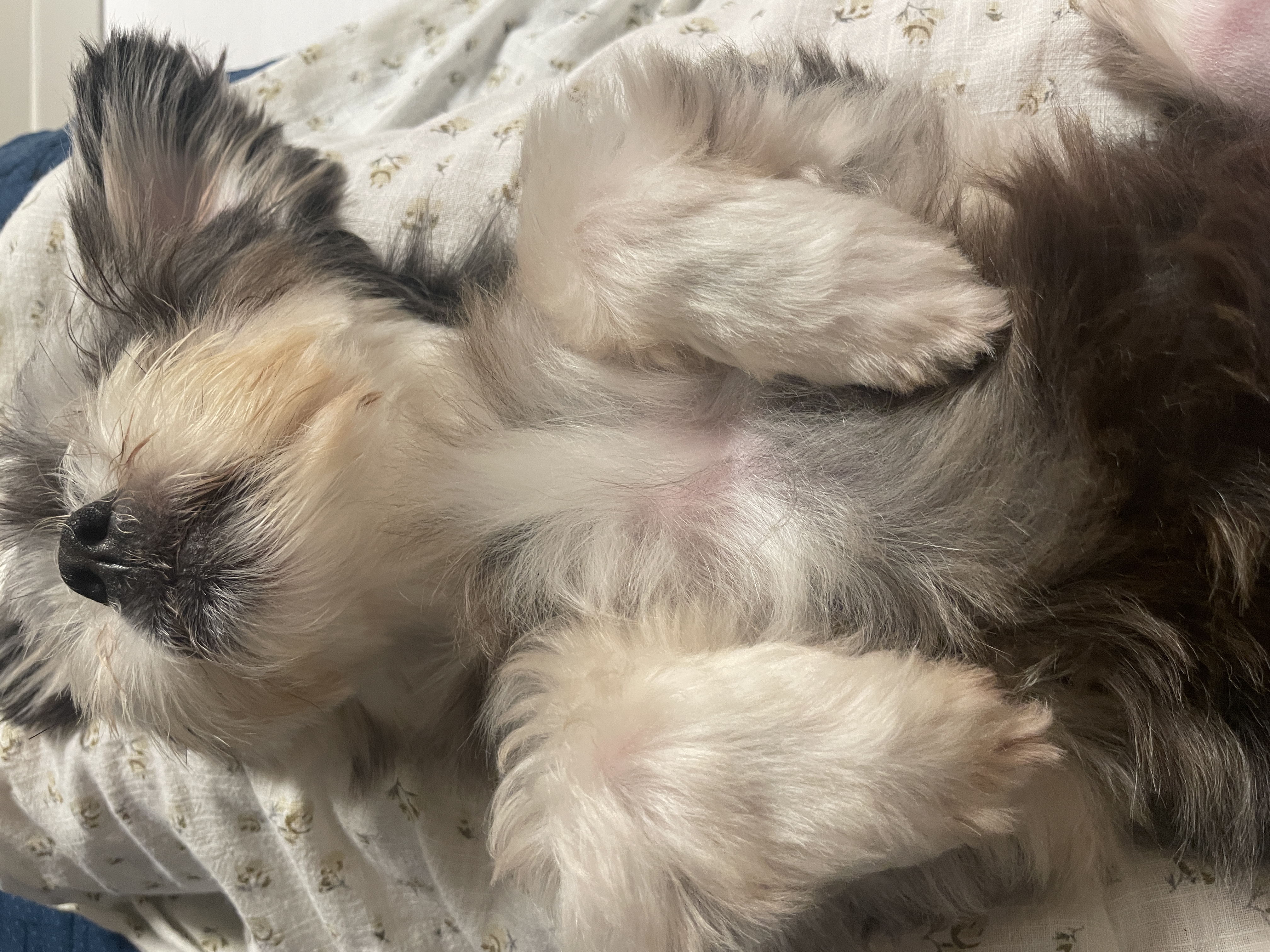 삼공(순심)이 임시보호 3개월차 입니다!