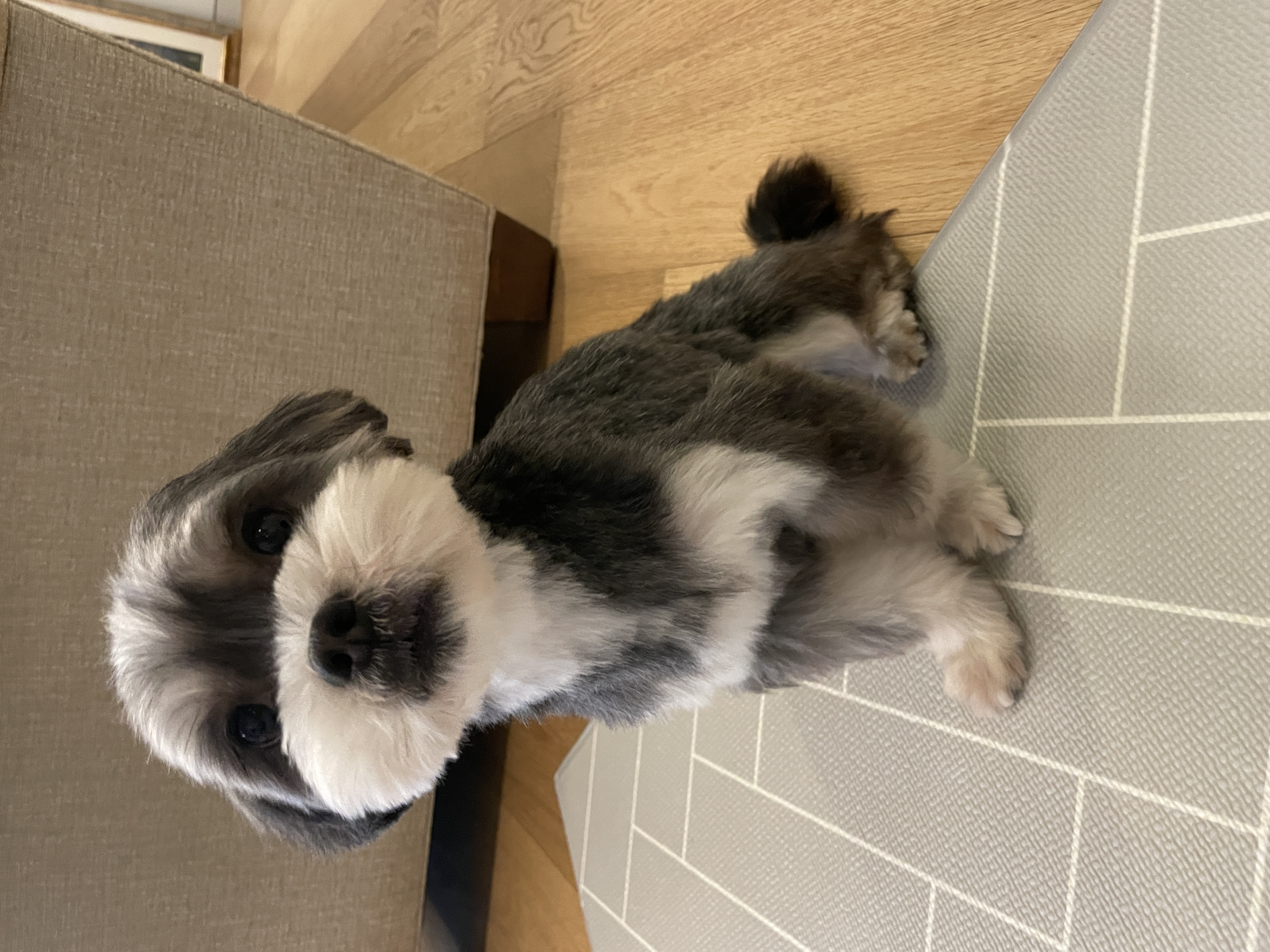 삼공(순심)이 임시보호 3개월차 입니다!