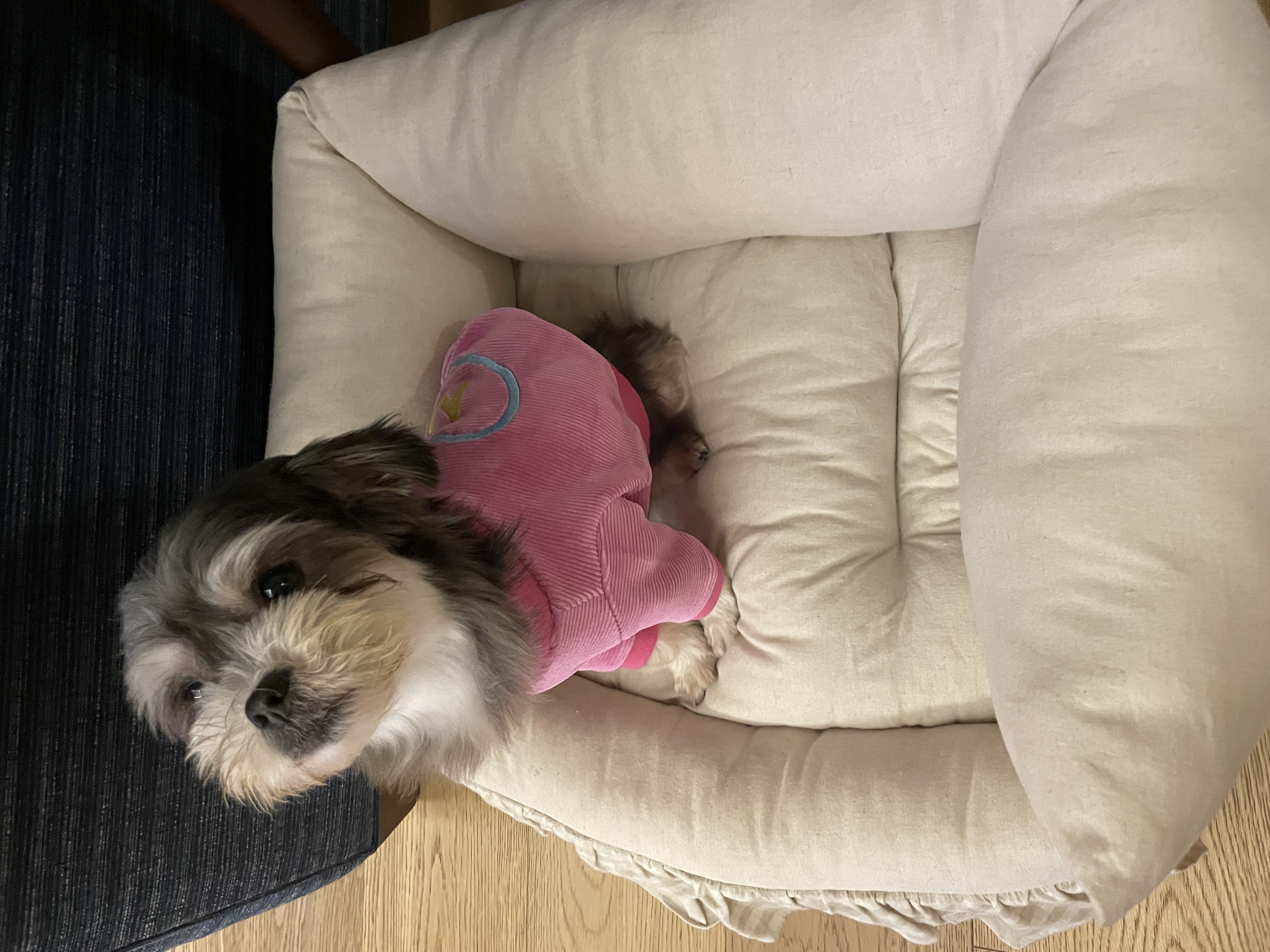 삼공(순심)이 임시보호 3개월차 입니다!