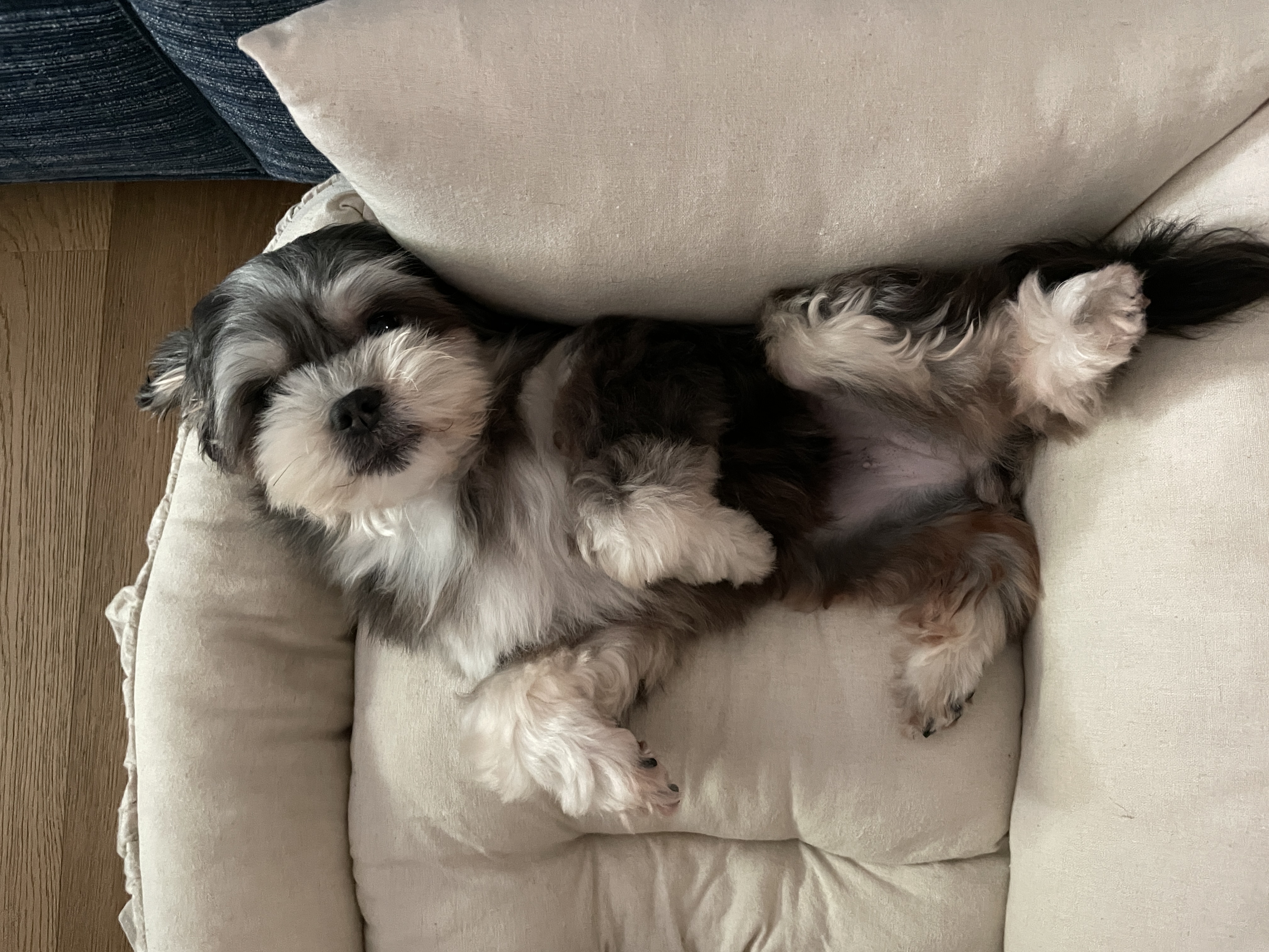 삼공(순심)이 임시보호 3개월차 입니다!