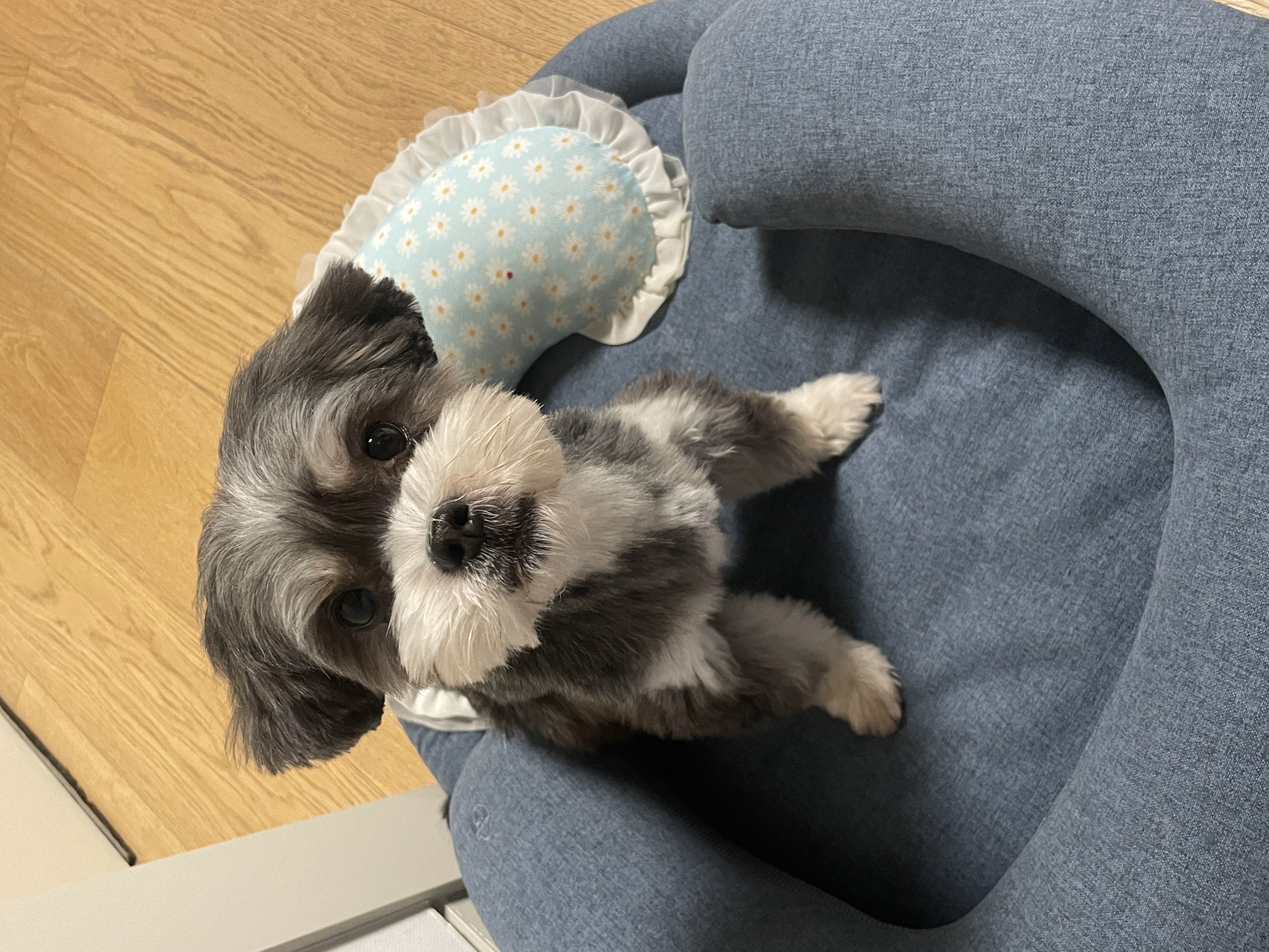 삼공(순심)이 임시보호 3개월차 입니다!