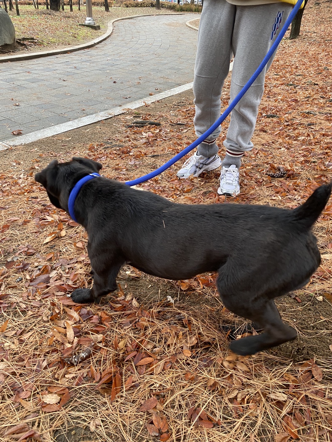 (구구.깜시), (구,온기) 현. 제로 일주일 입양후기