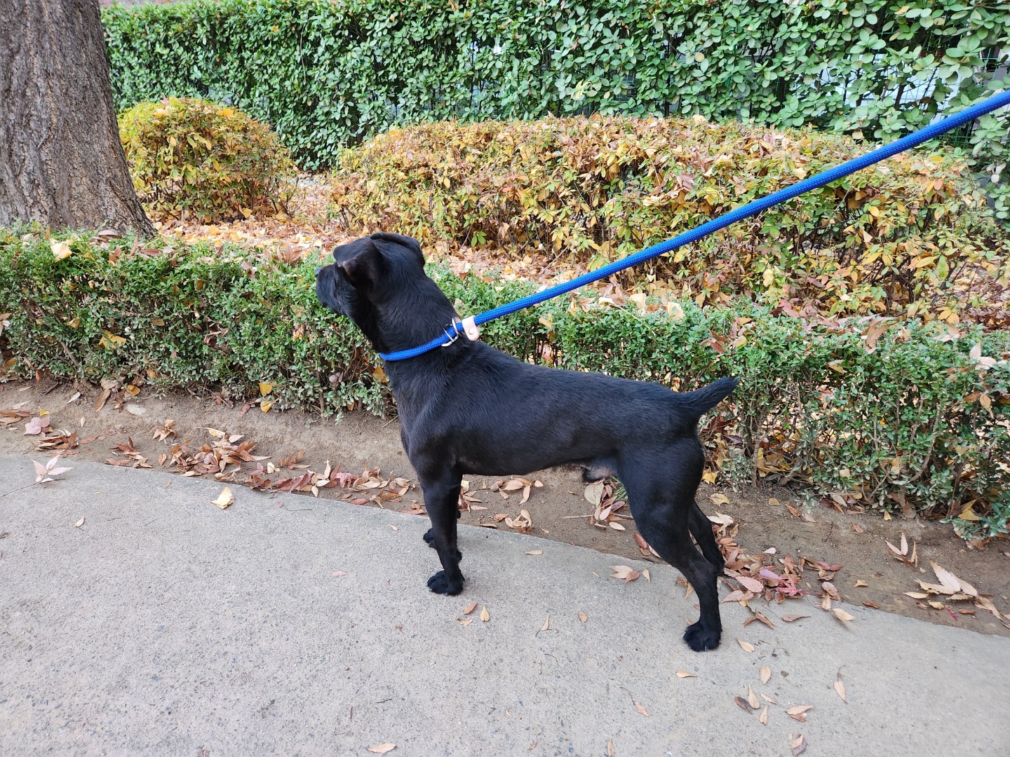 (구구.깜시), (구,온기) 현. 제로 일주일 입양후기