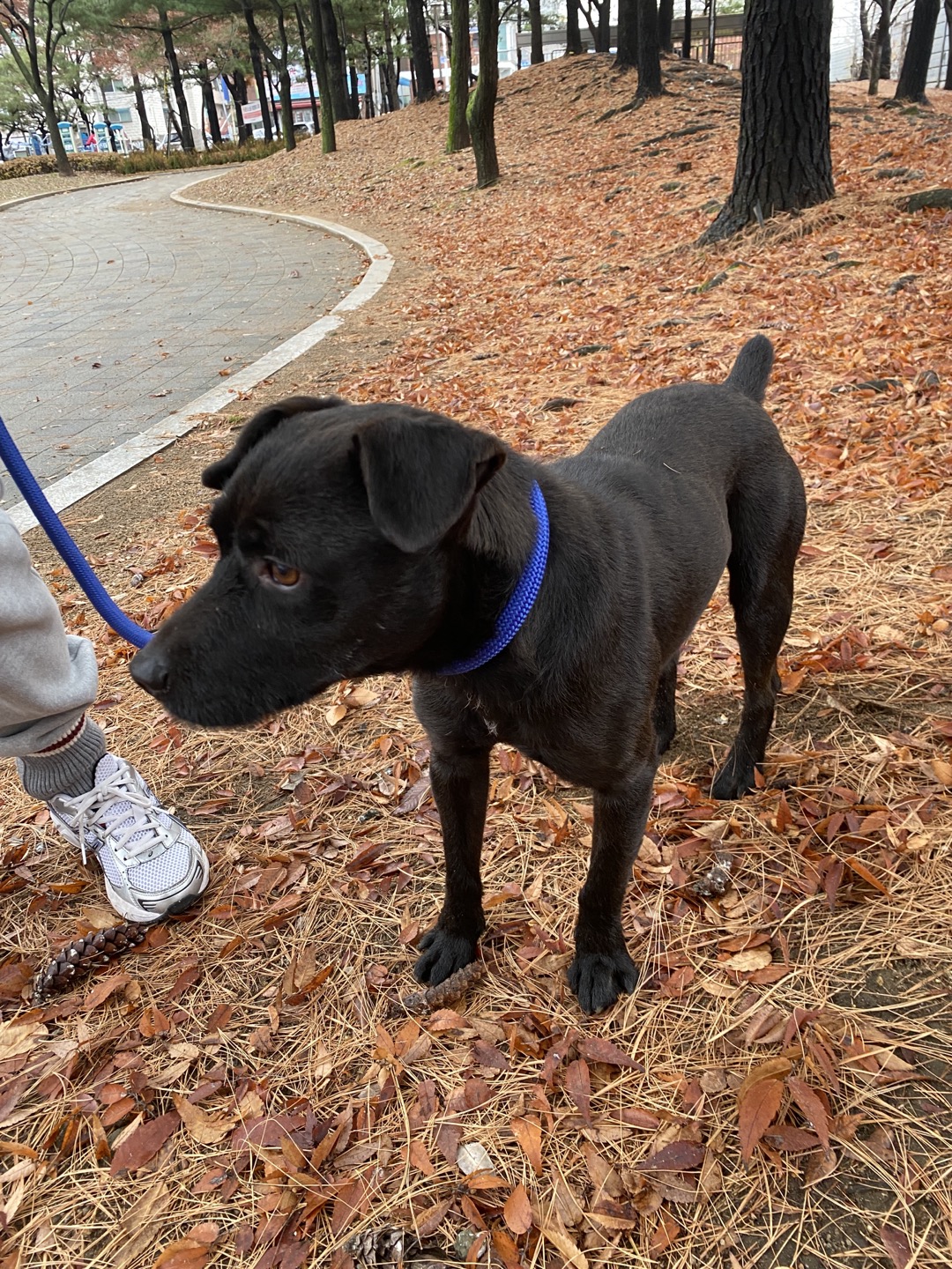(구구.깜시), (구,온기) 현. 제로 일주일 입양후기