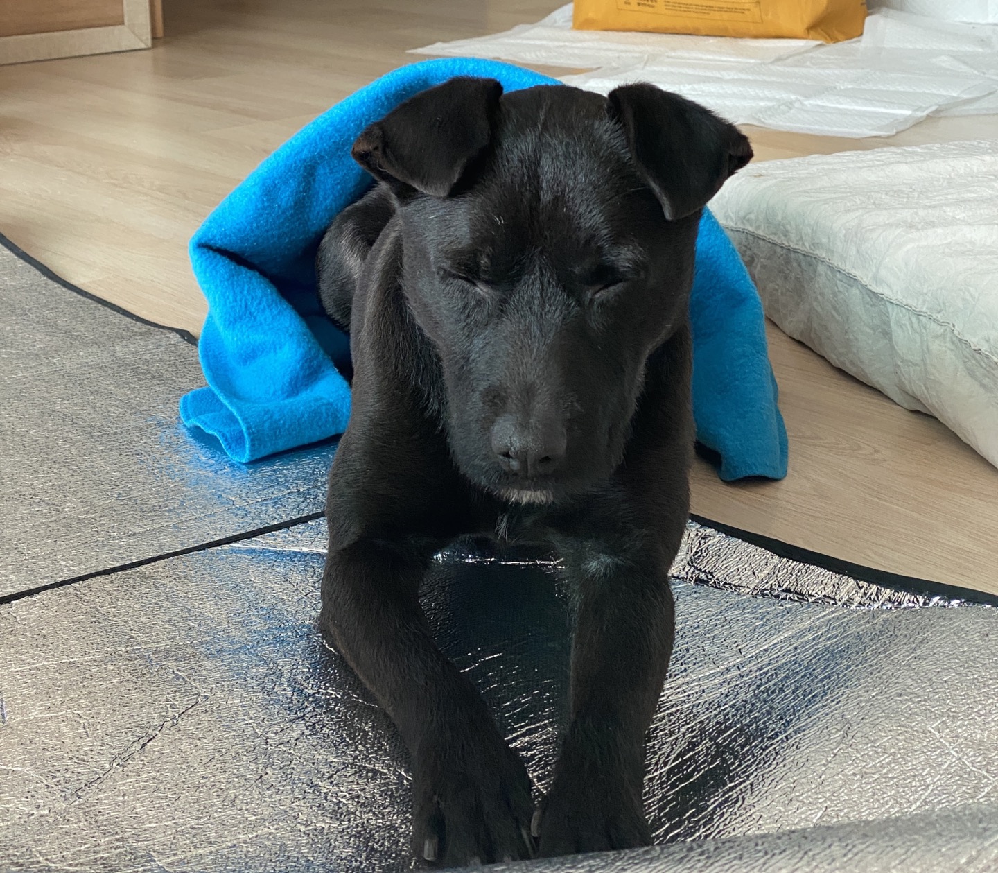 (구구.깜시), (구,온기) 현. 제로 일주일 입양후기