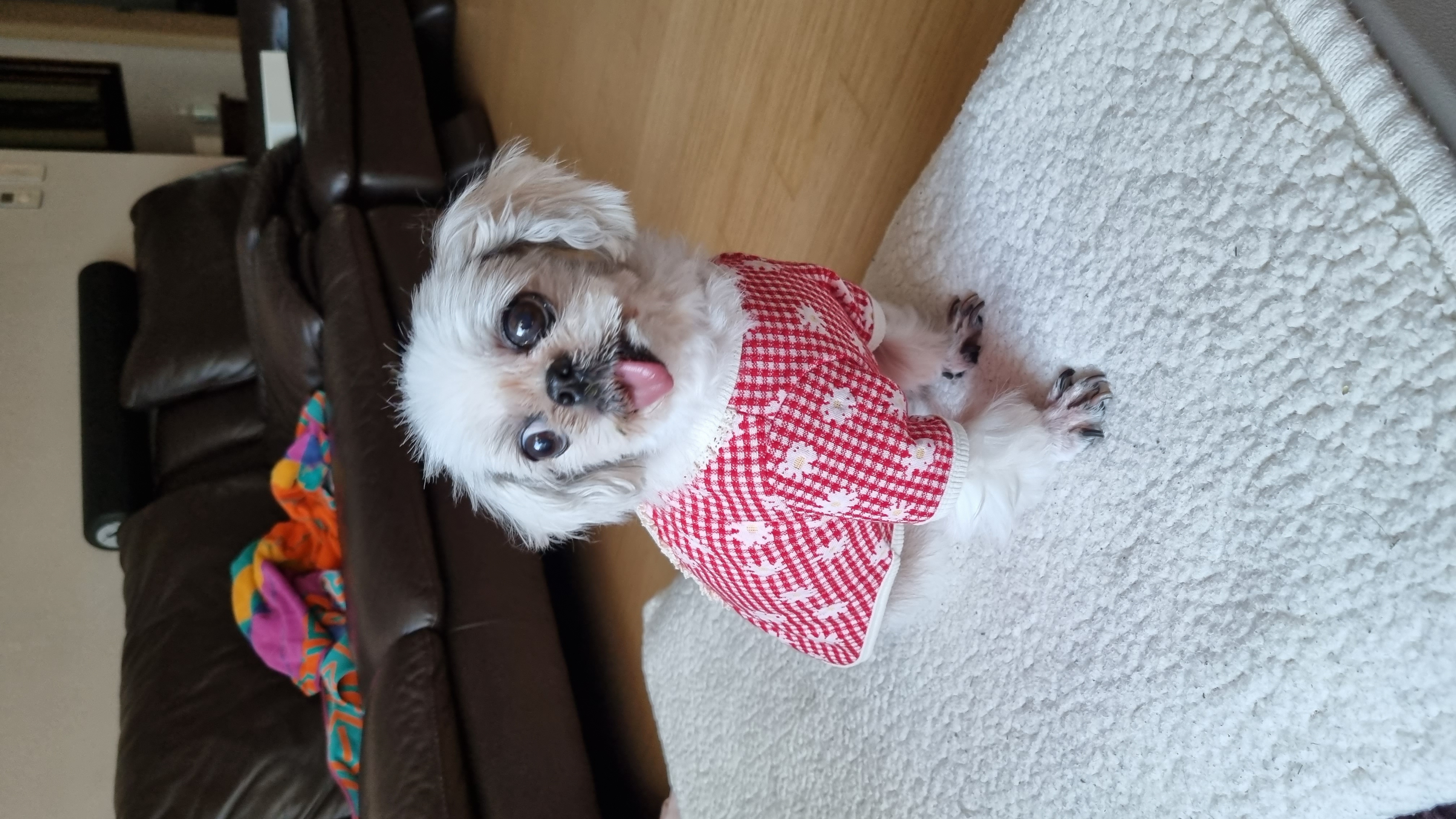 2016년에 가족이 된 자두♡