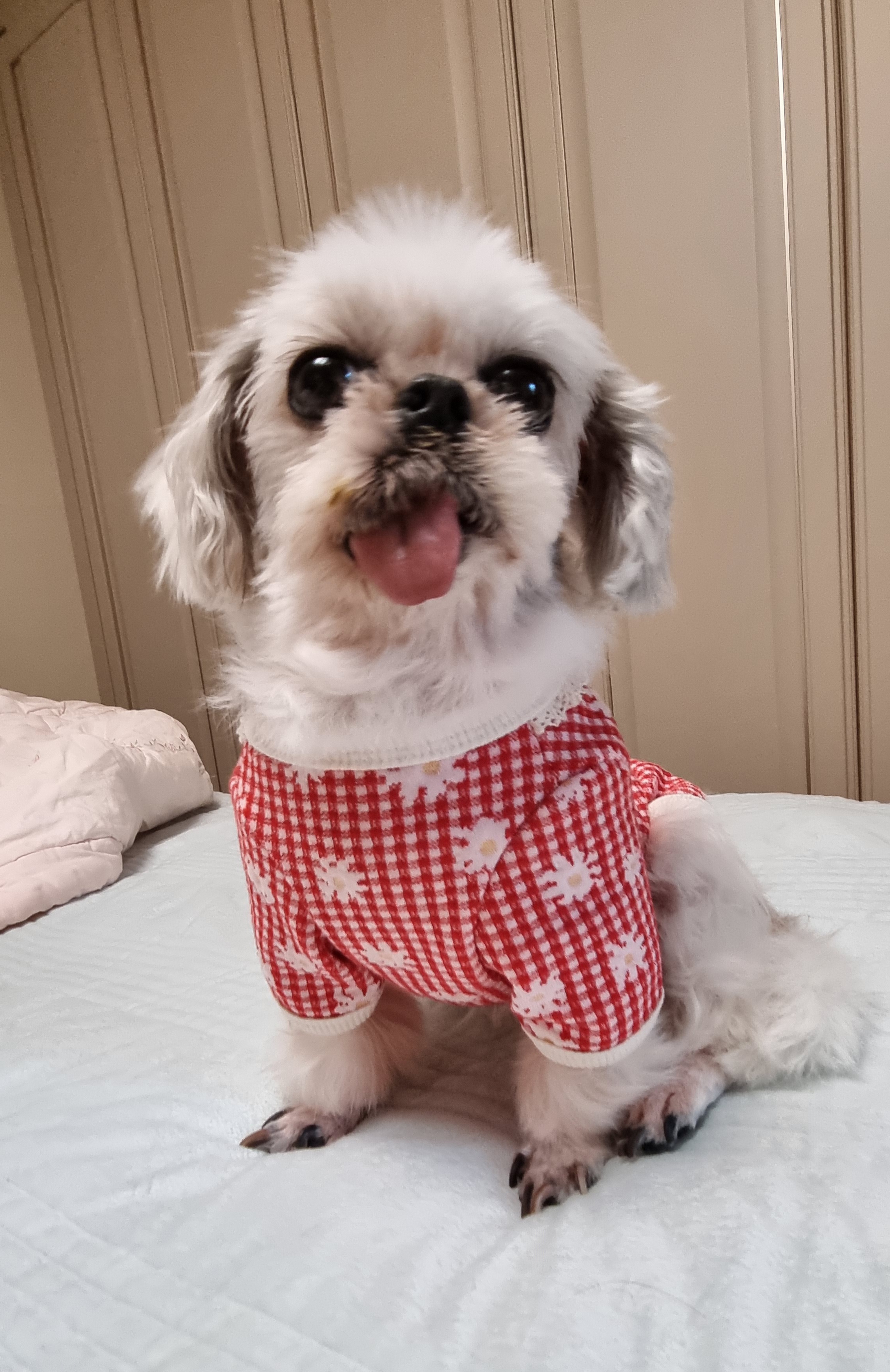 2016년에 가족이 된 자두♡