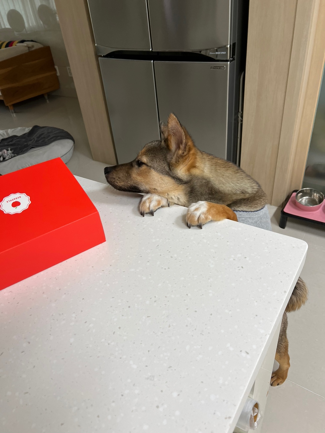 (구, 강식) 테오의 한달 적응 일기