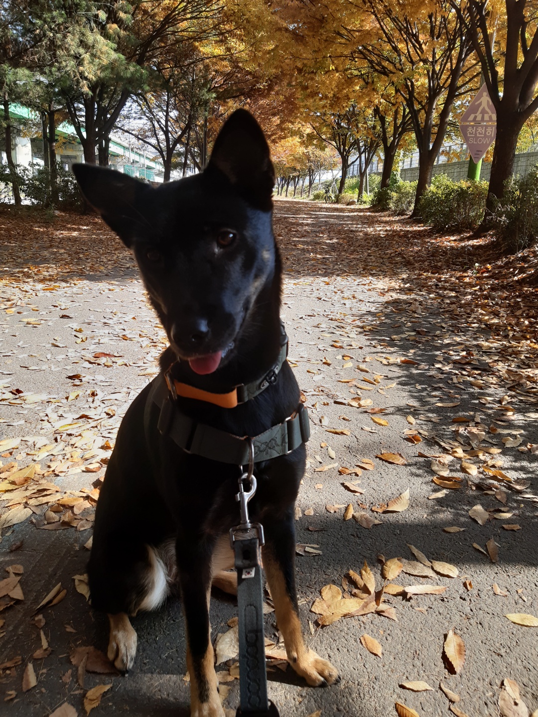고미가 된 곰곰 일년후