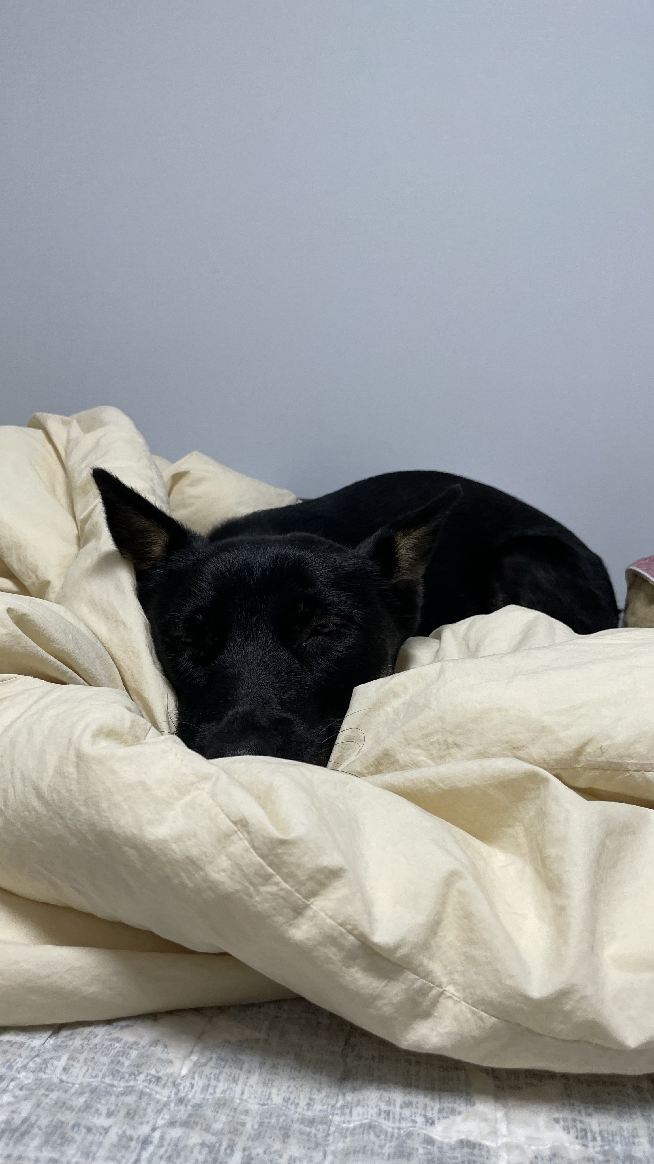 고미가 된 곰곰 일년후