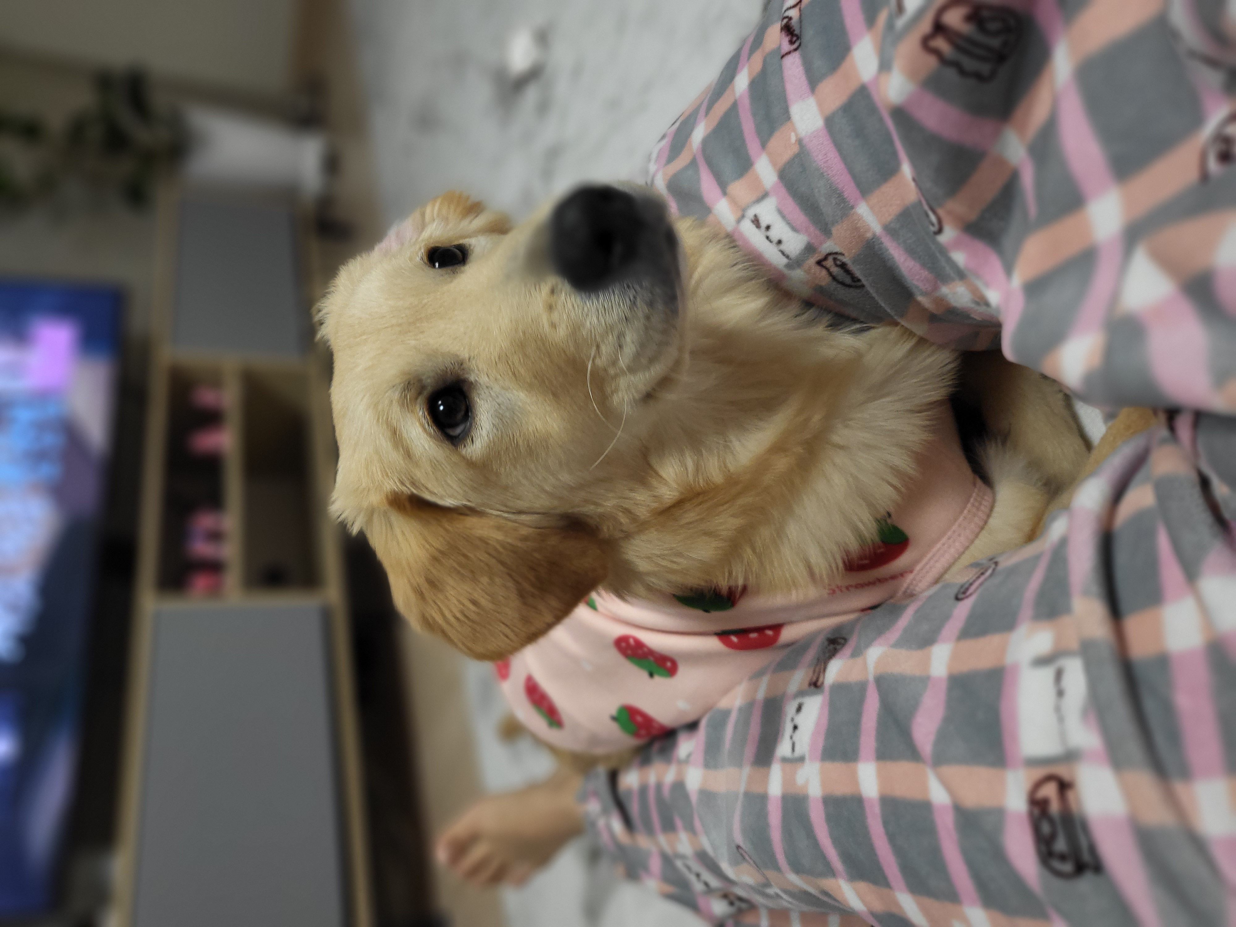 당근이 (삼온이) 일주일후기 