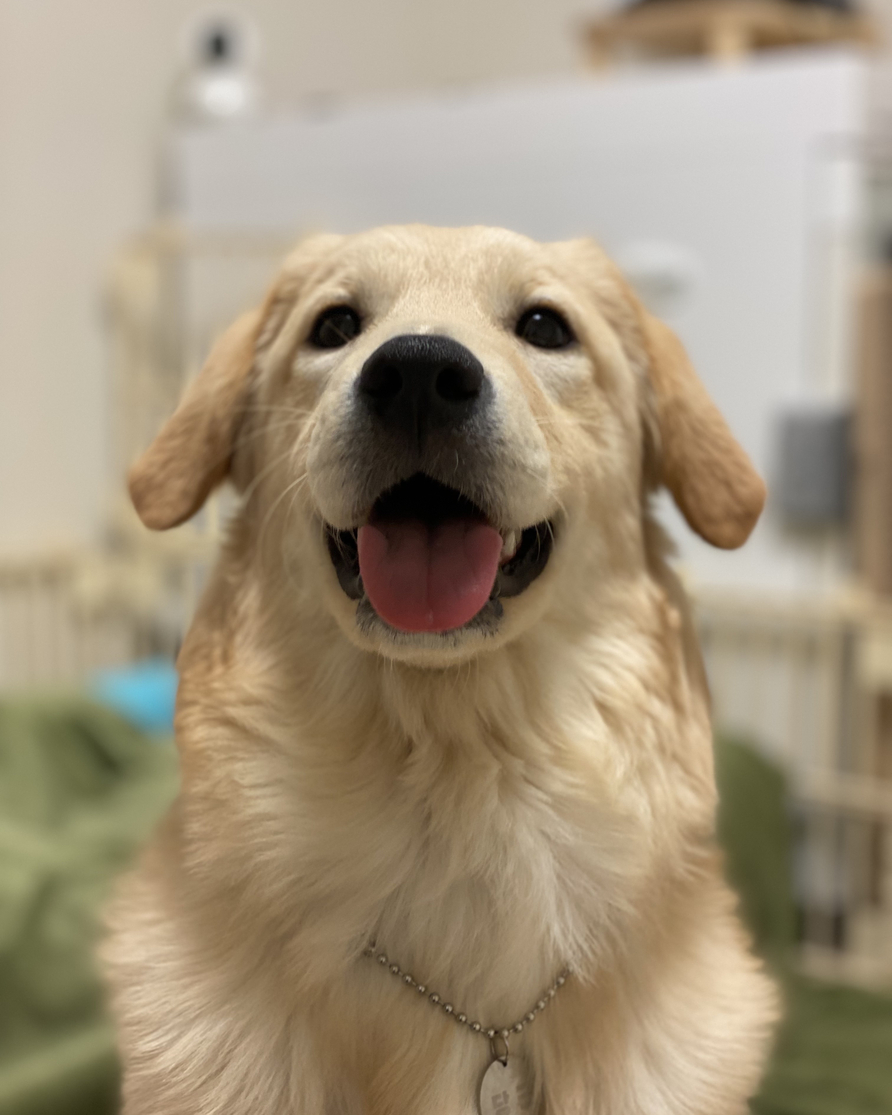 당근이 (삼온이) 일주일후기 