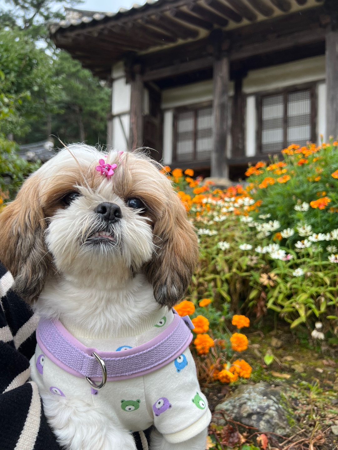 10개월째 사랑 받는 천진이 입니다:D