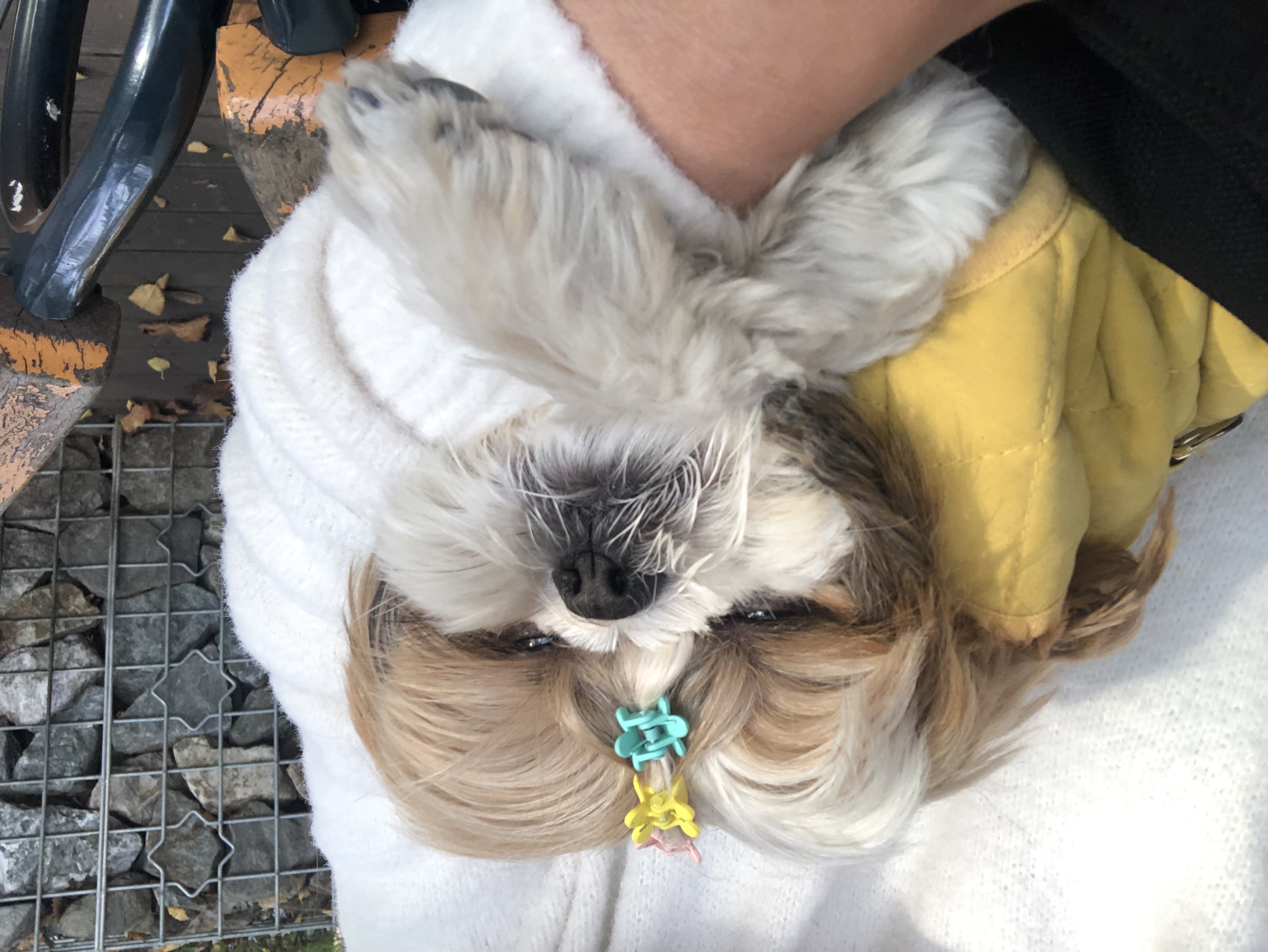 10개월째 사랑 받는 천진이 입니다:D