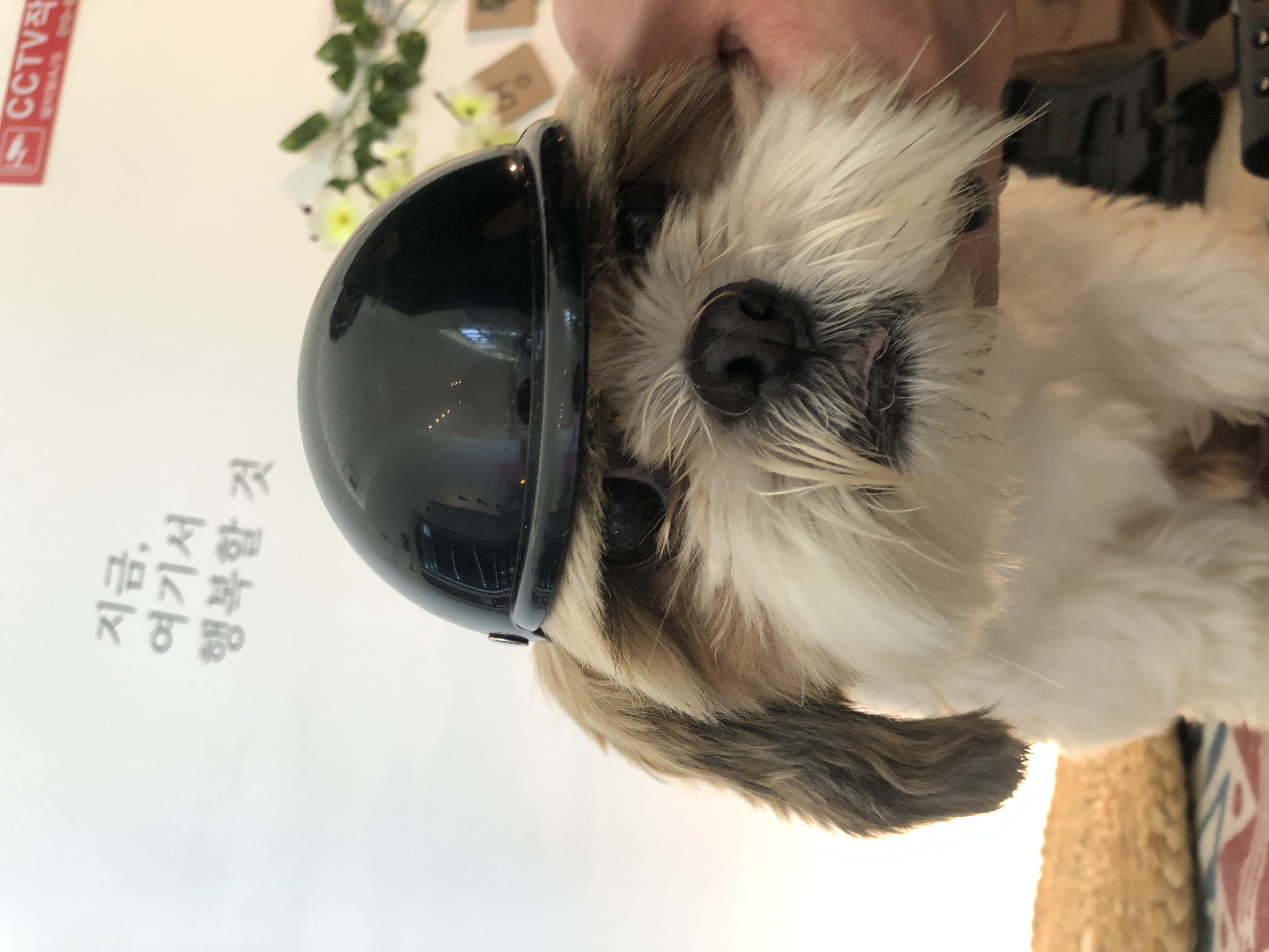 10개월째 사랑 받는 천진이 입니다:D