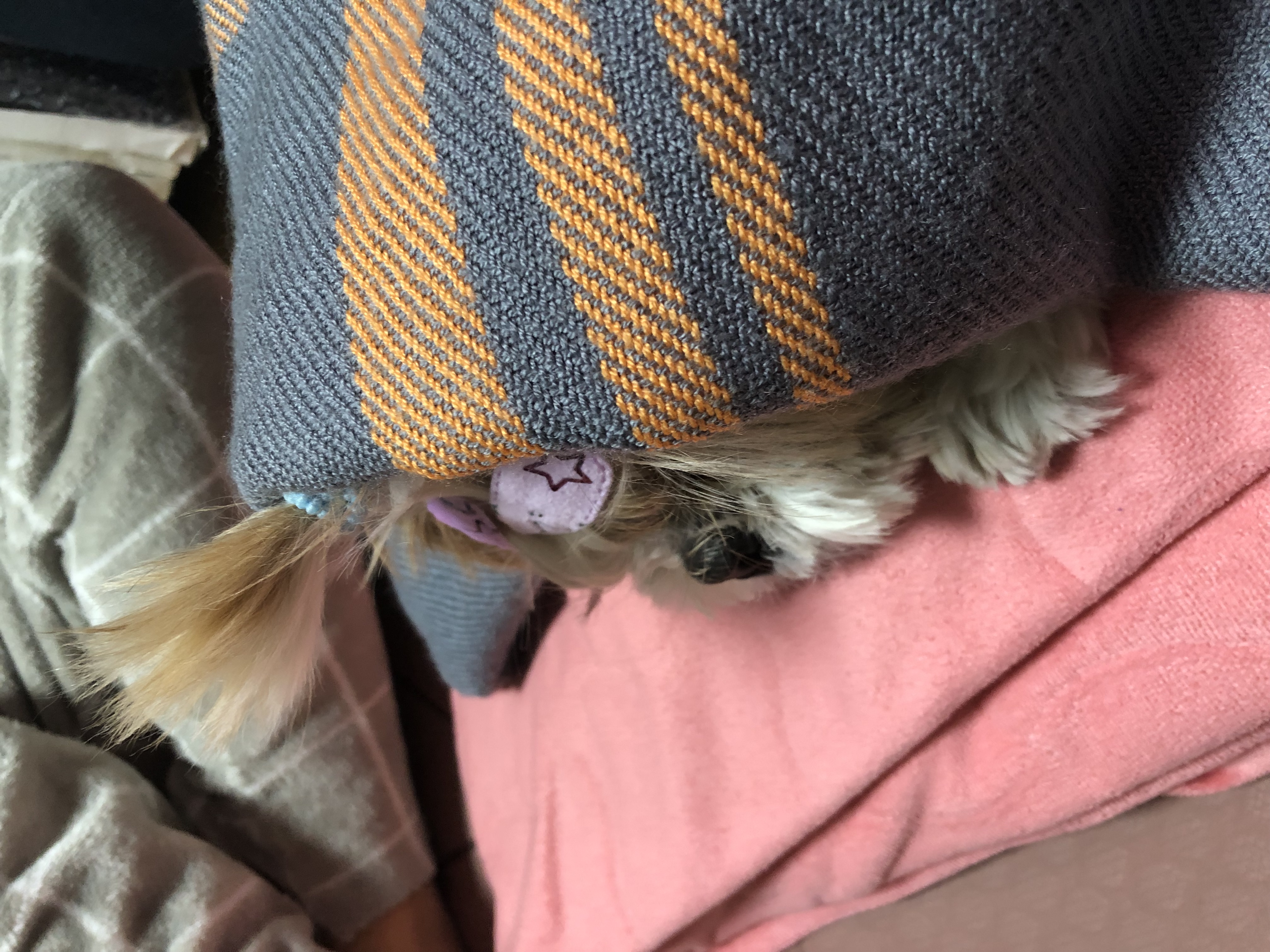 10개월째 사랑 받는 천진이 입니다:D