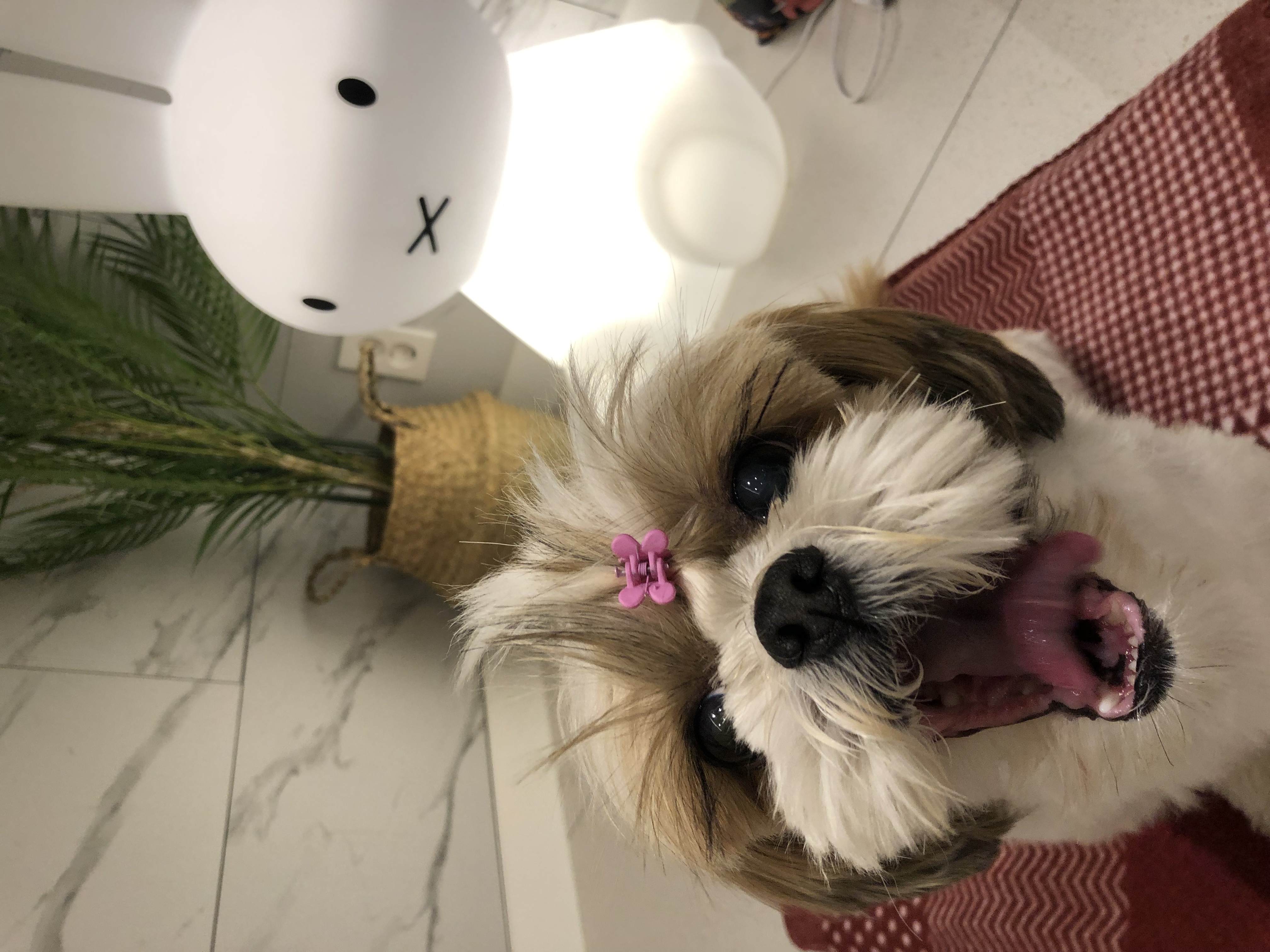 10개월째 사랑 받는 천진이 입니다:D