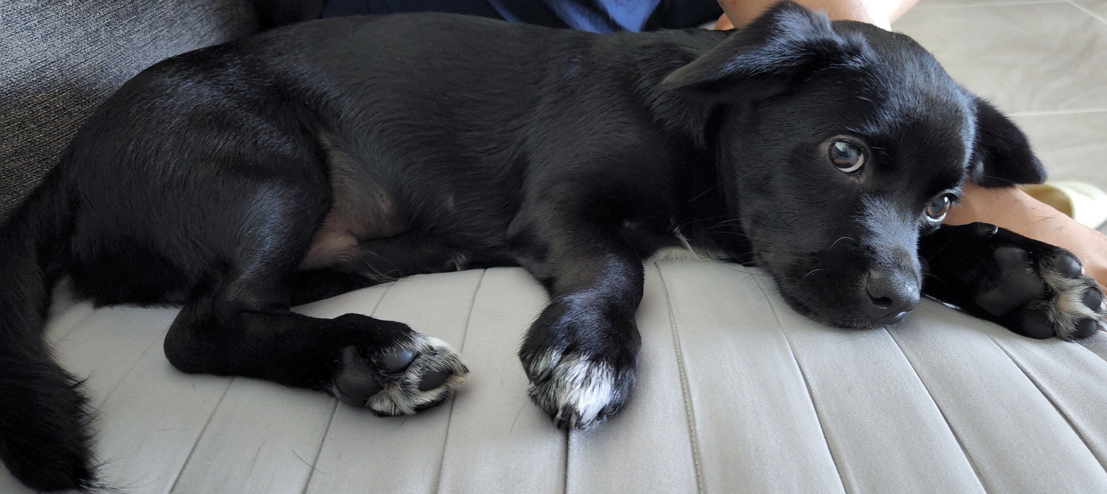 까미(반양이)가 온지 6개월이네요