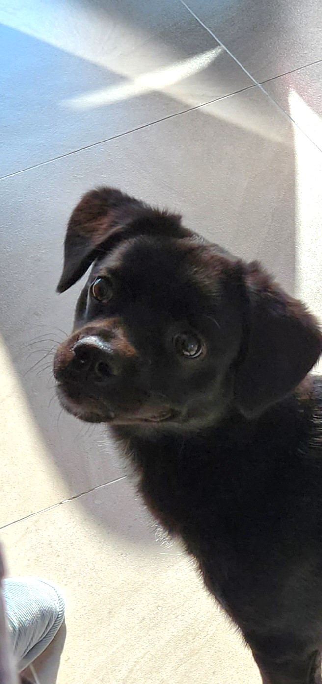 까미(반양이)가 온지 6개월이네요