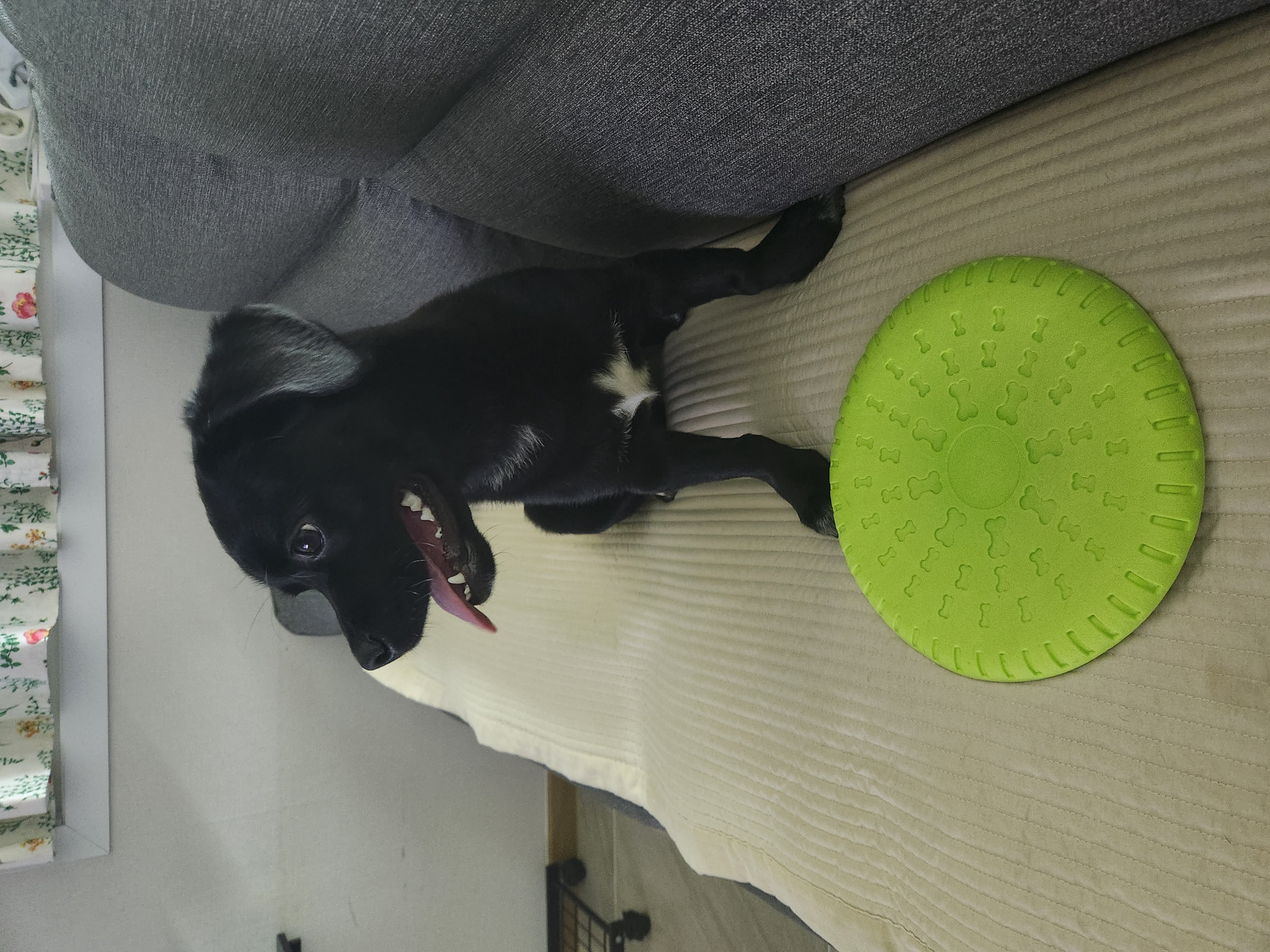 까미(반양이)가 온지 6개월이네요