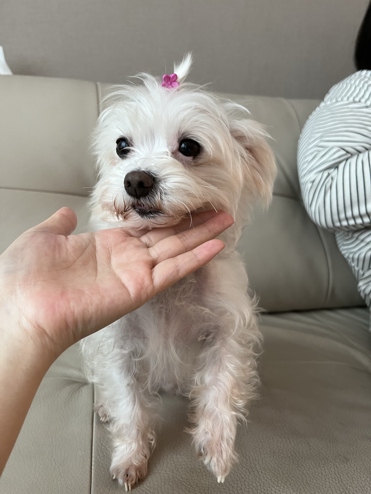 별이(오포)는 저희 가족이 되었습니다