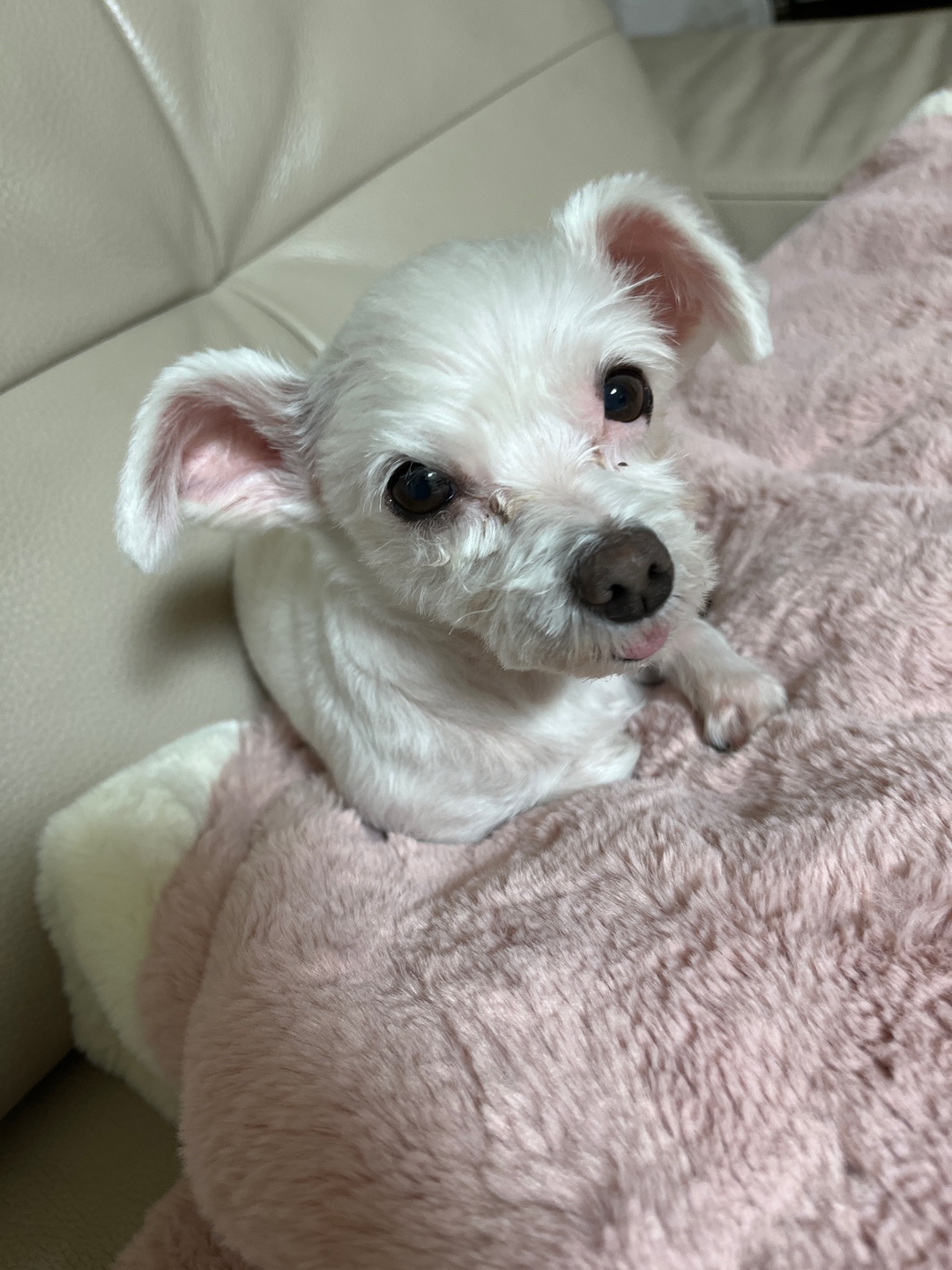 별이(오포)는 저희 가족이 되었습니다