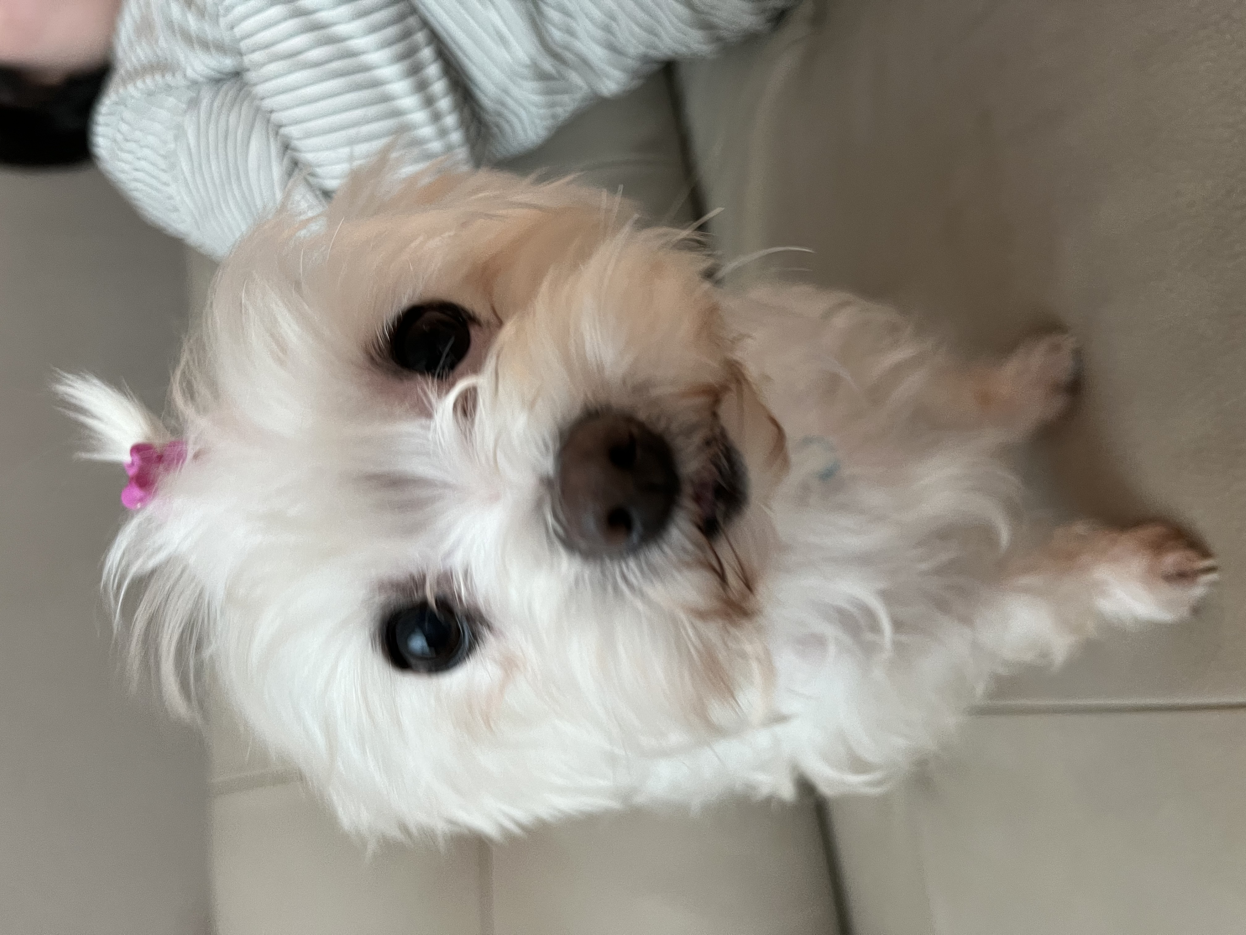 별이(오포)는 저희 가족이 되었습니다