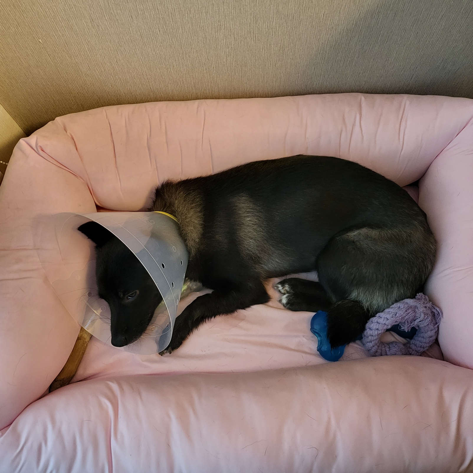 달곰이와의  생활 6개월 차 후기