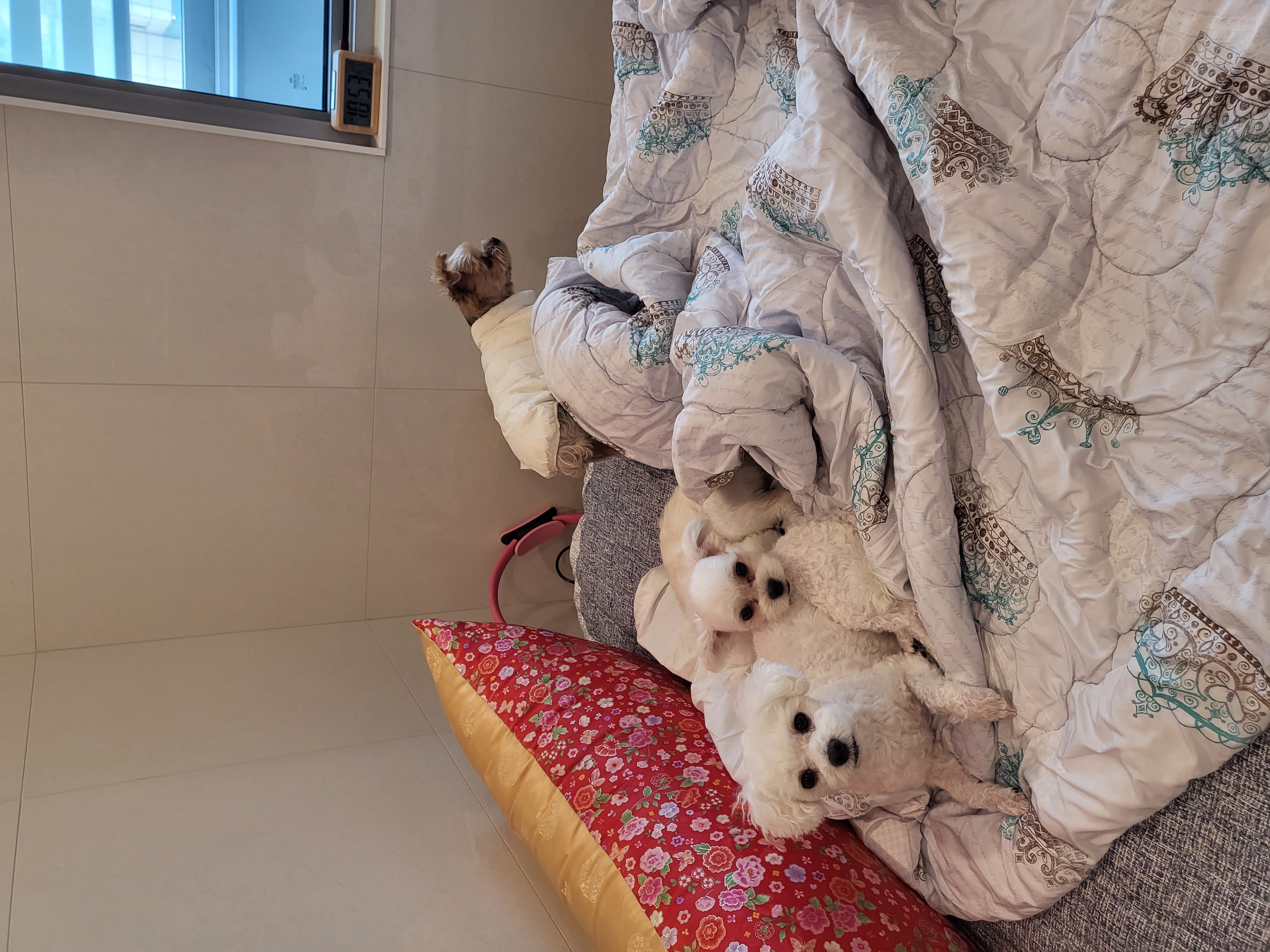 샤넬 (구 아자) 입양후기