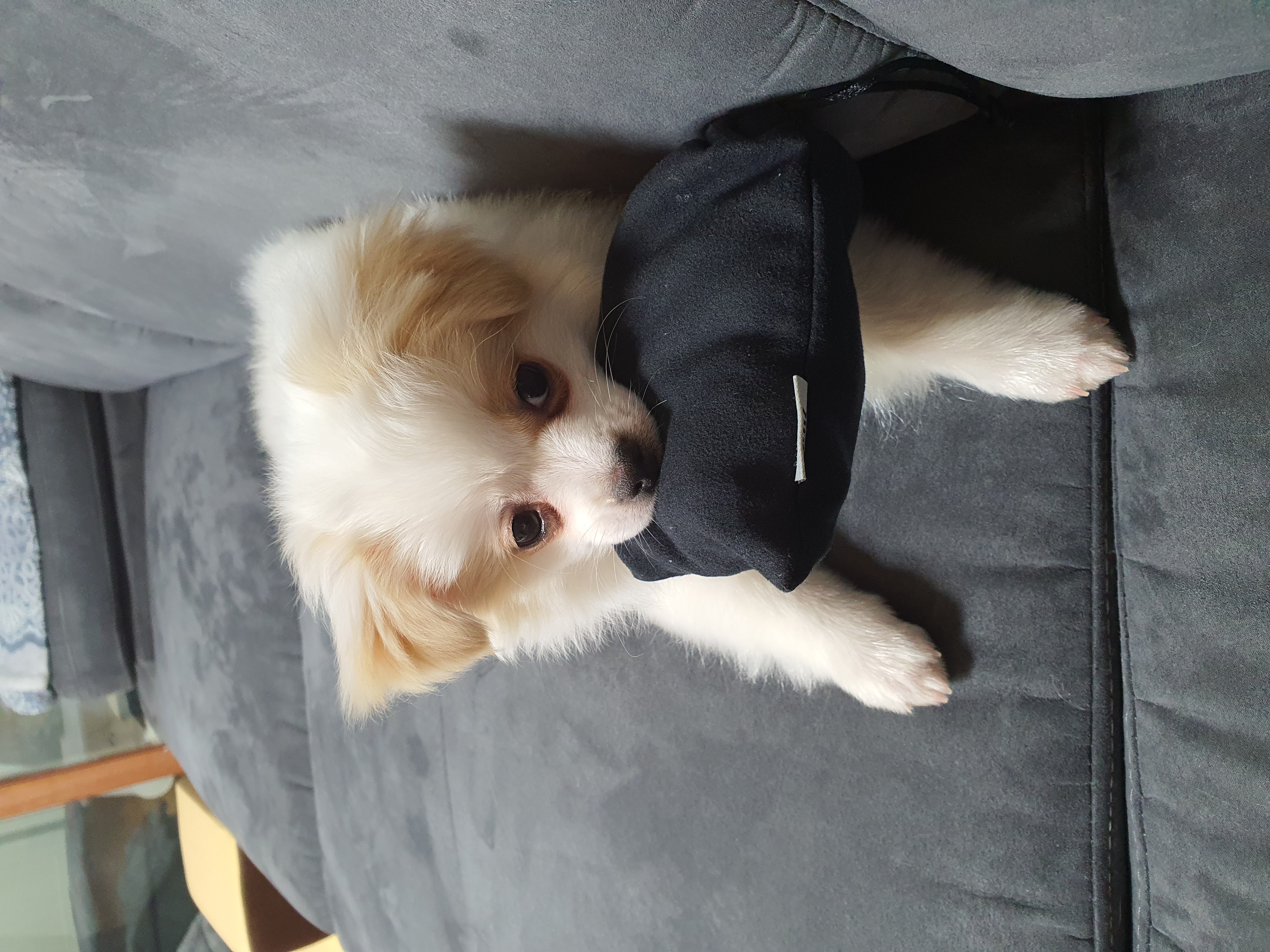 투투(쭌) 입양 한달 후기