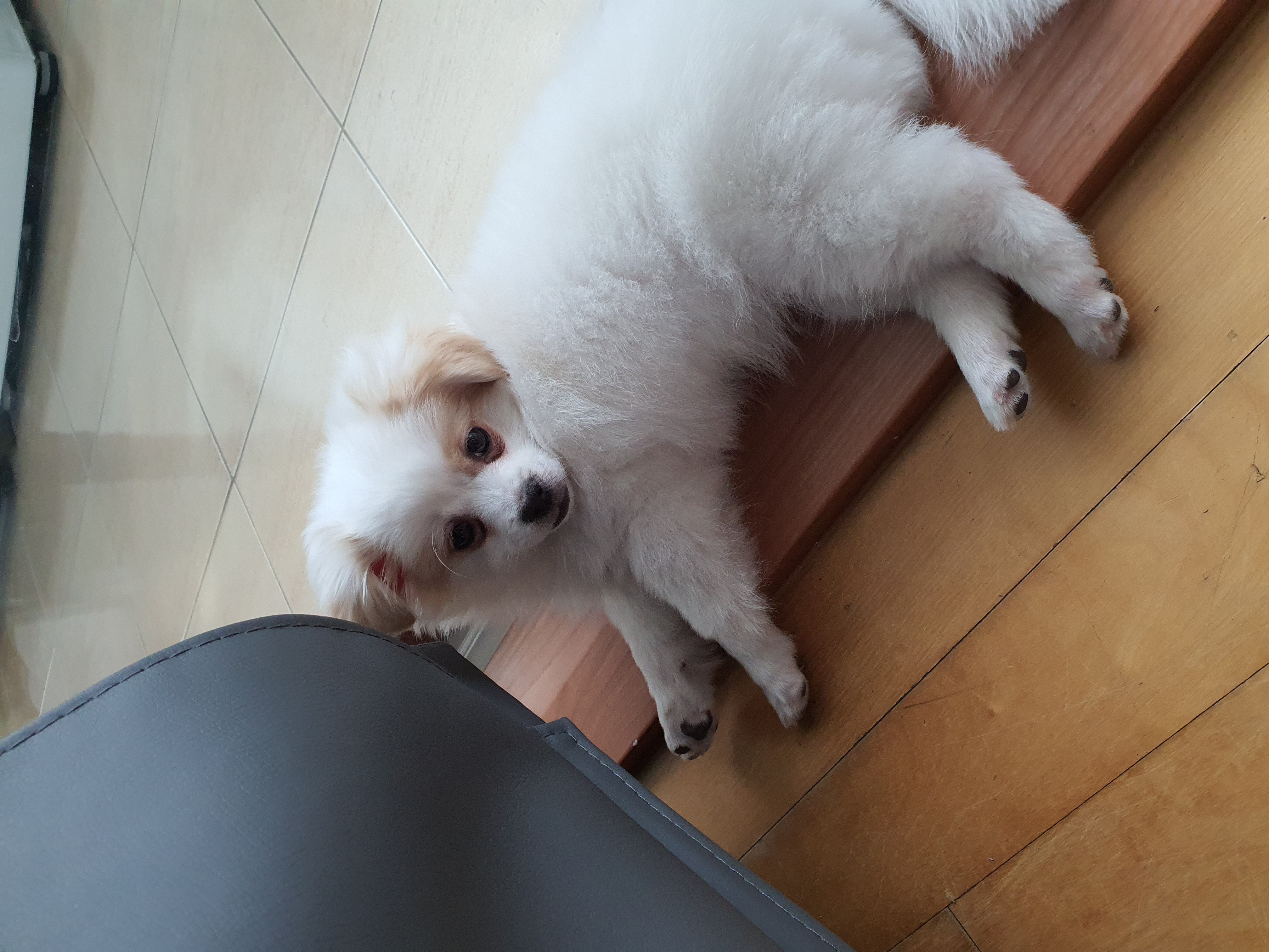 투투(쭌) 입양 한달 후기