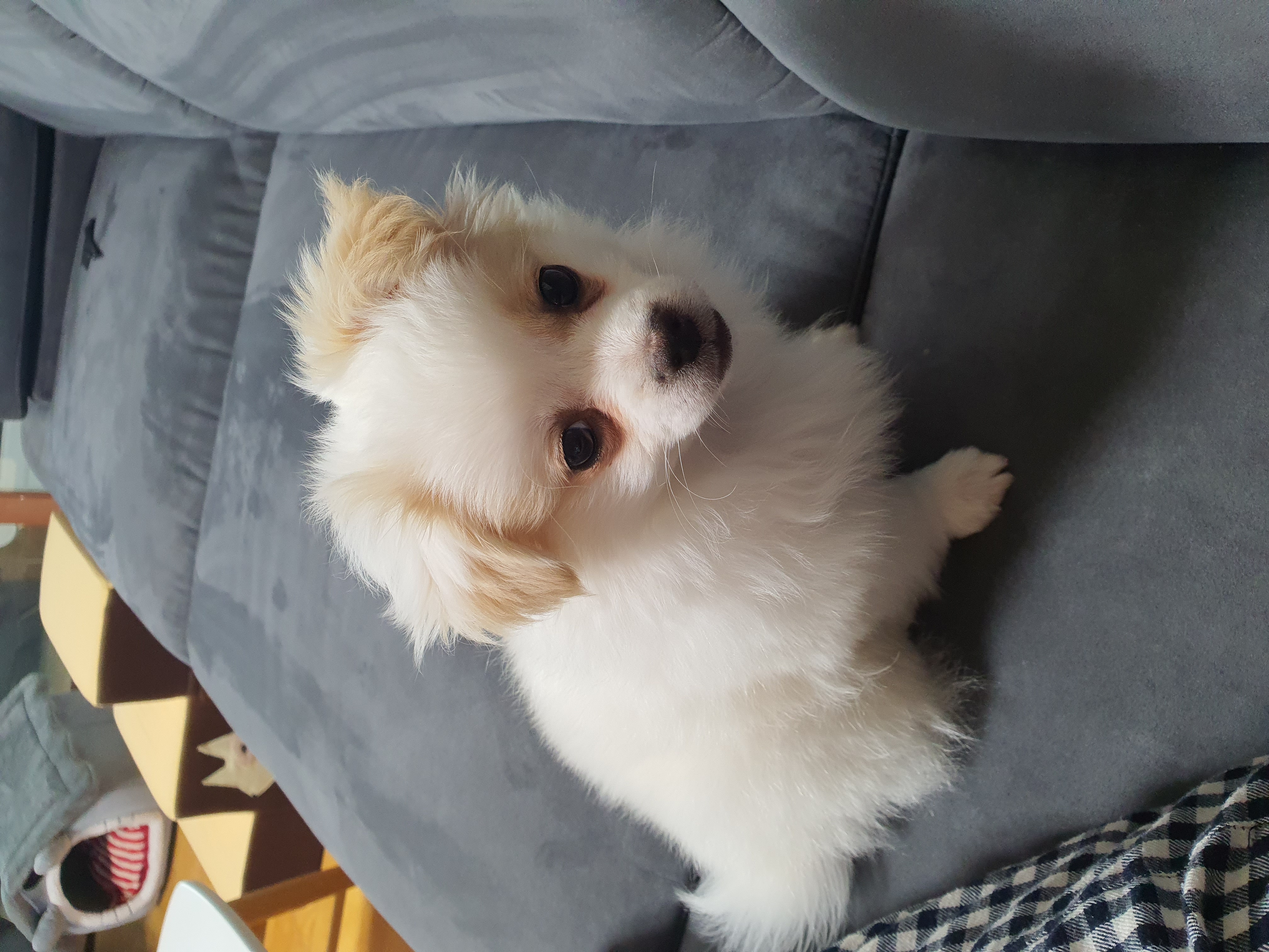 투투(쭌) 입양 한달 후기