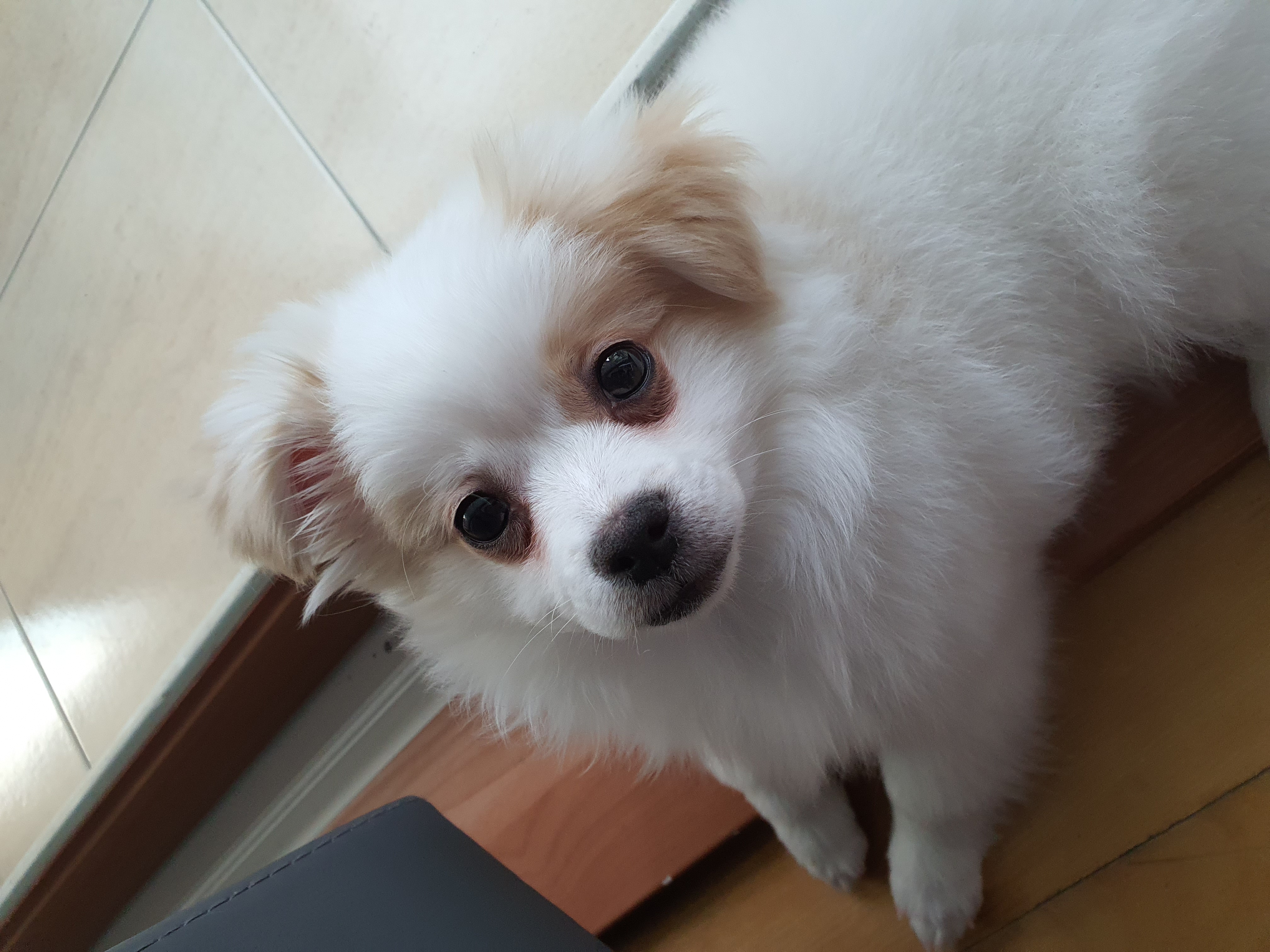 투투(쭌) 입양 한달 후기