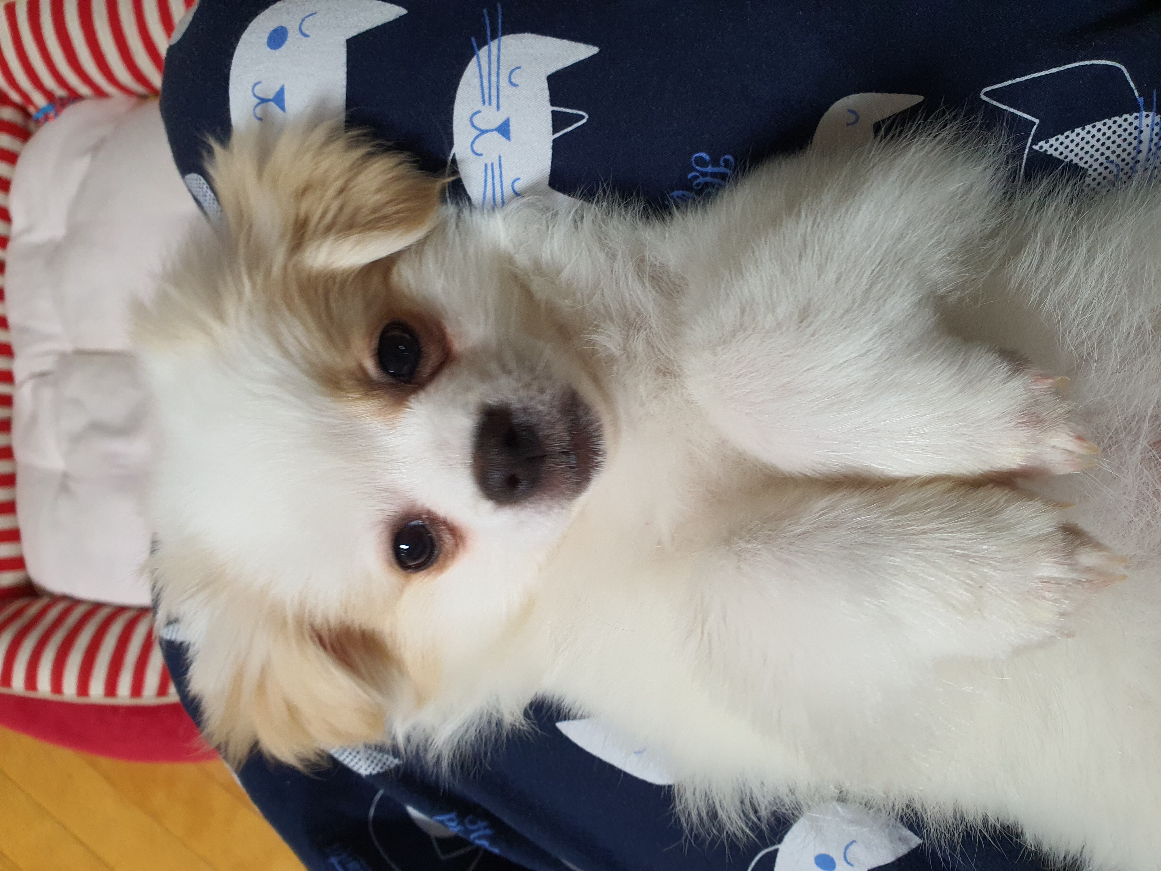 투투(쭌) 입양 한달 후기