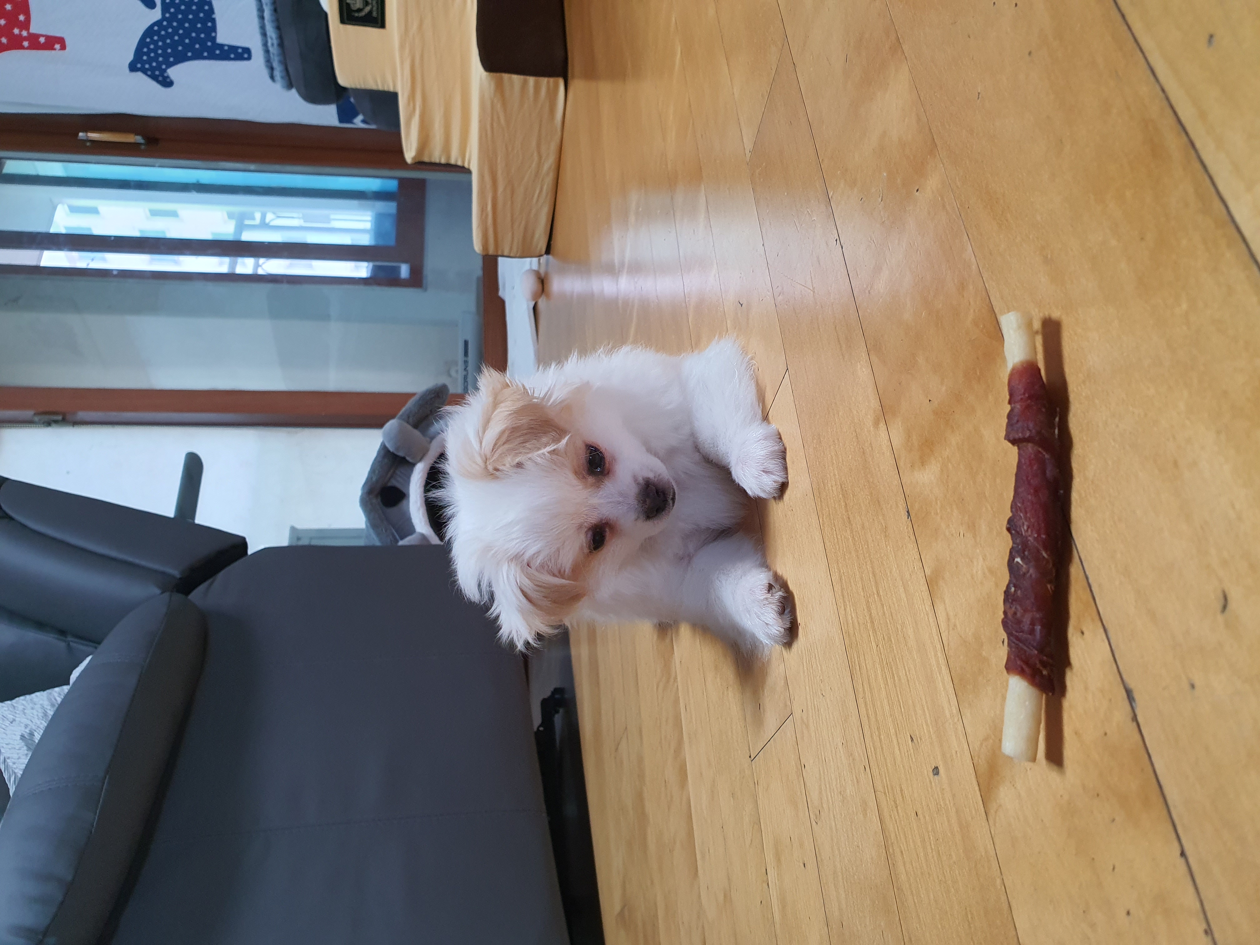 투투(쭌) 입양 한달 후기