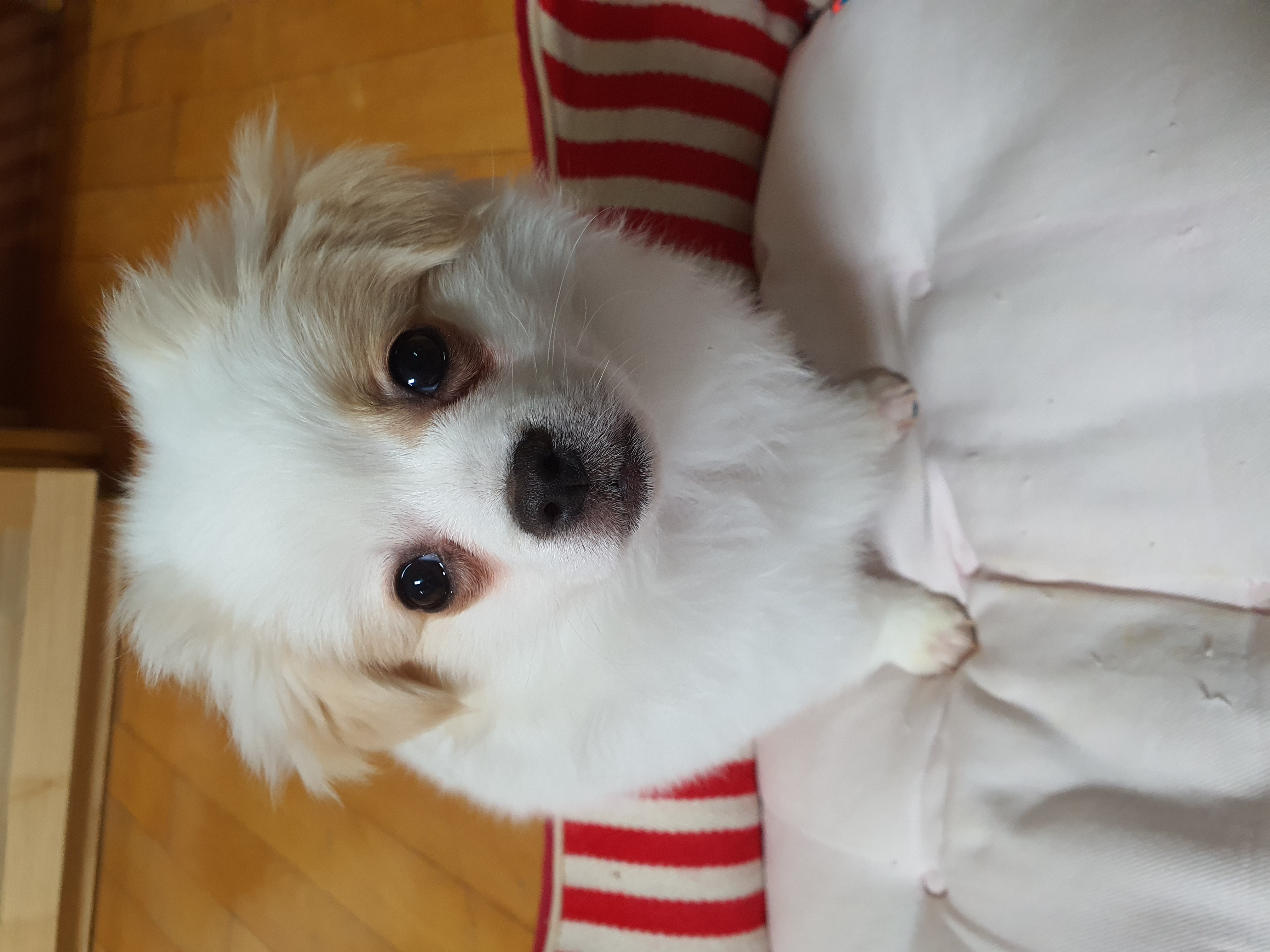 투투(쭌) 입양 한달 후기