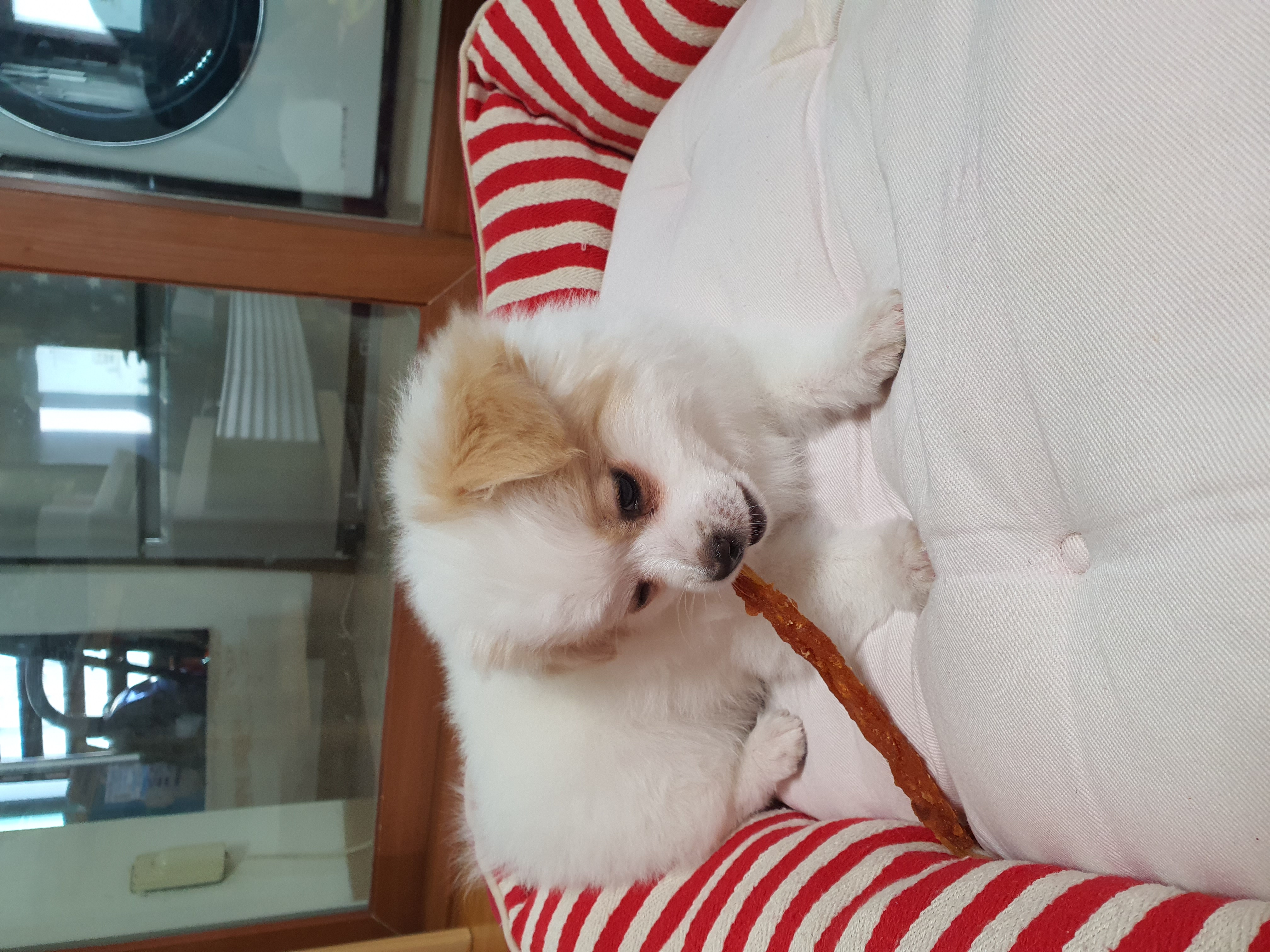 투투(쭌) 입양 한달 후기