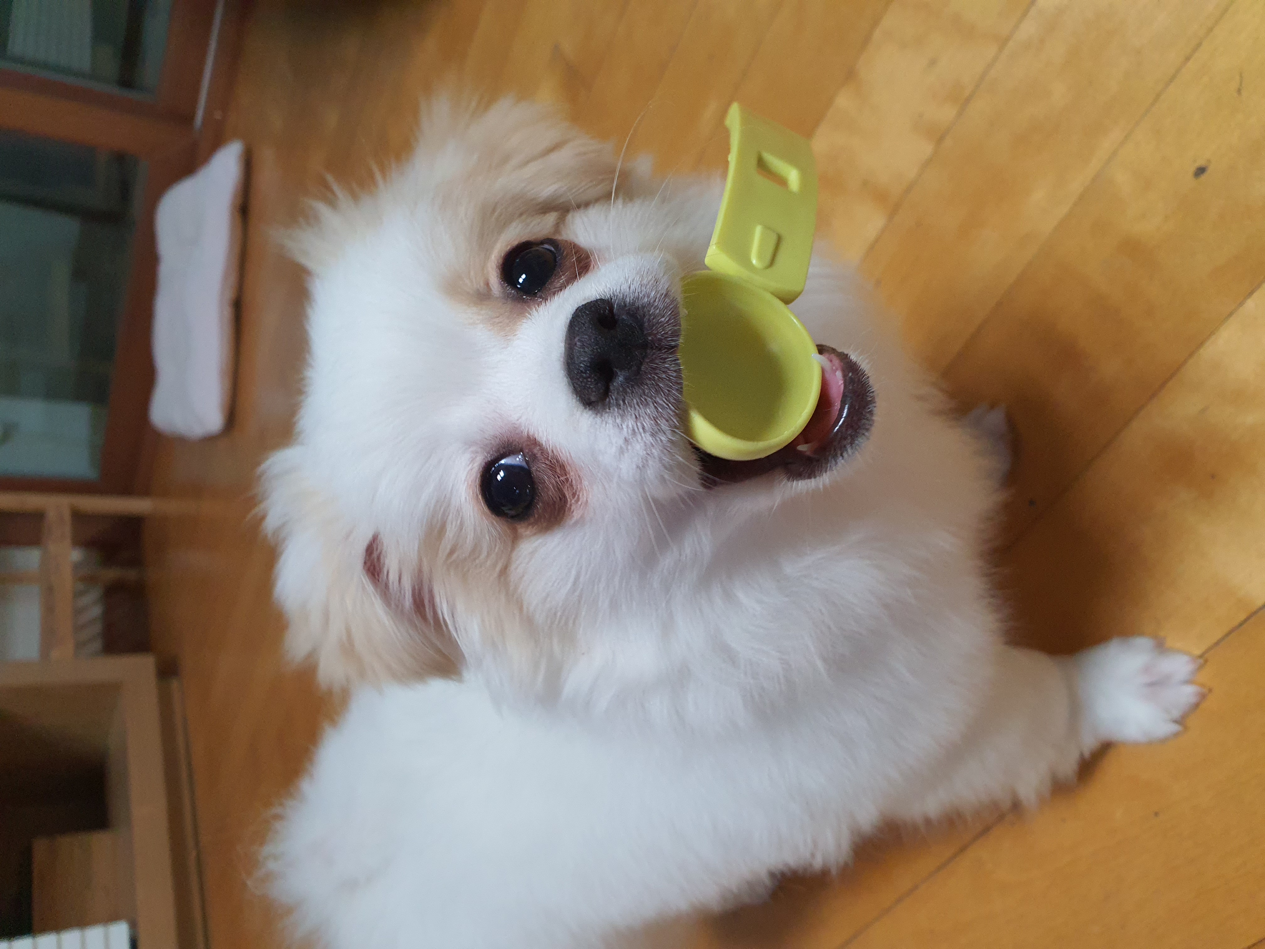 투투(쭌) 입양 한달 후기