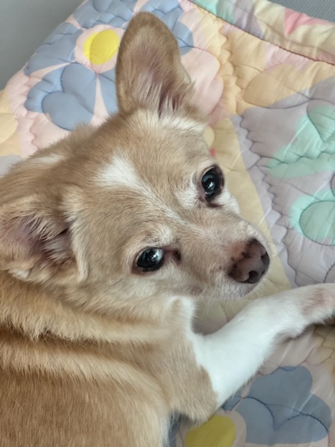 가람이 임보 3개월 후기 