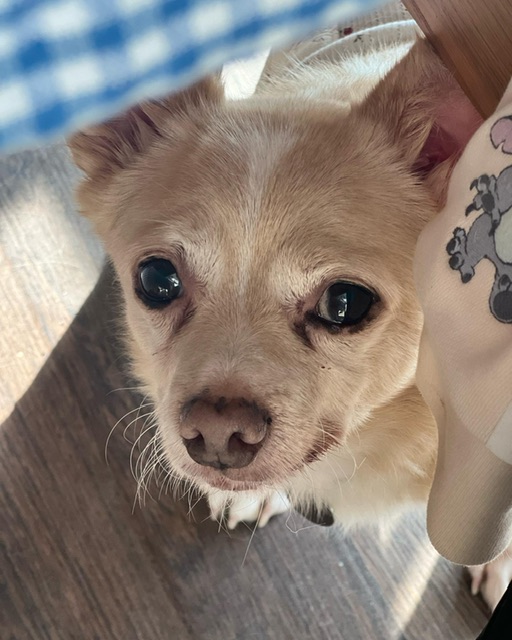 가람이 임보 3개월 후기 