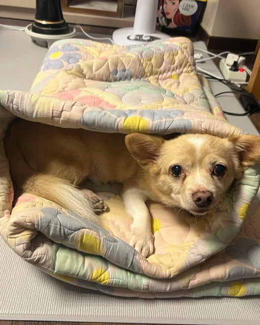 가람이 임보 3개월 후기 