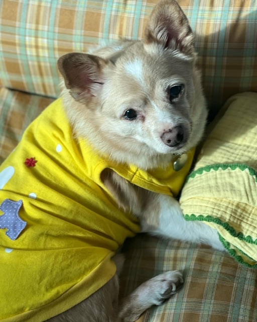 가람이 임보 3개월 후기 