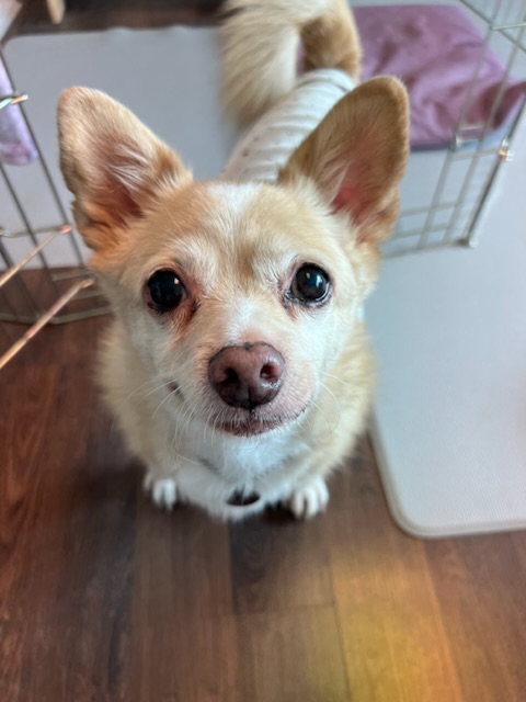 가람이 임보 3개월 후기 