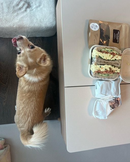 가람이 임보 3개월 후기 