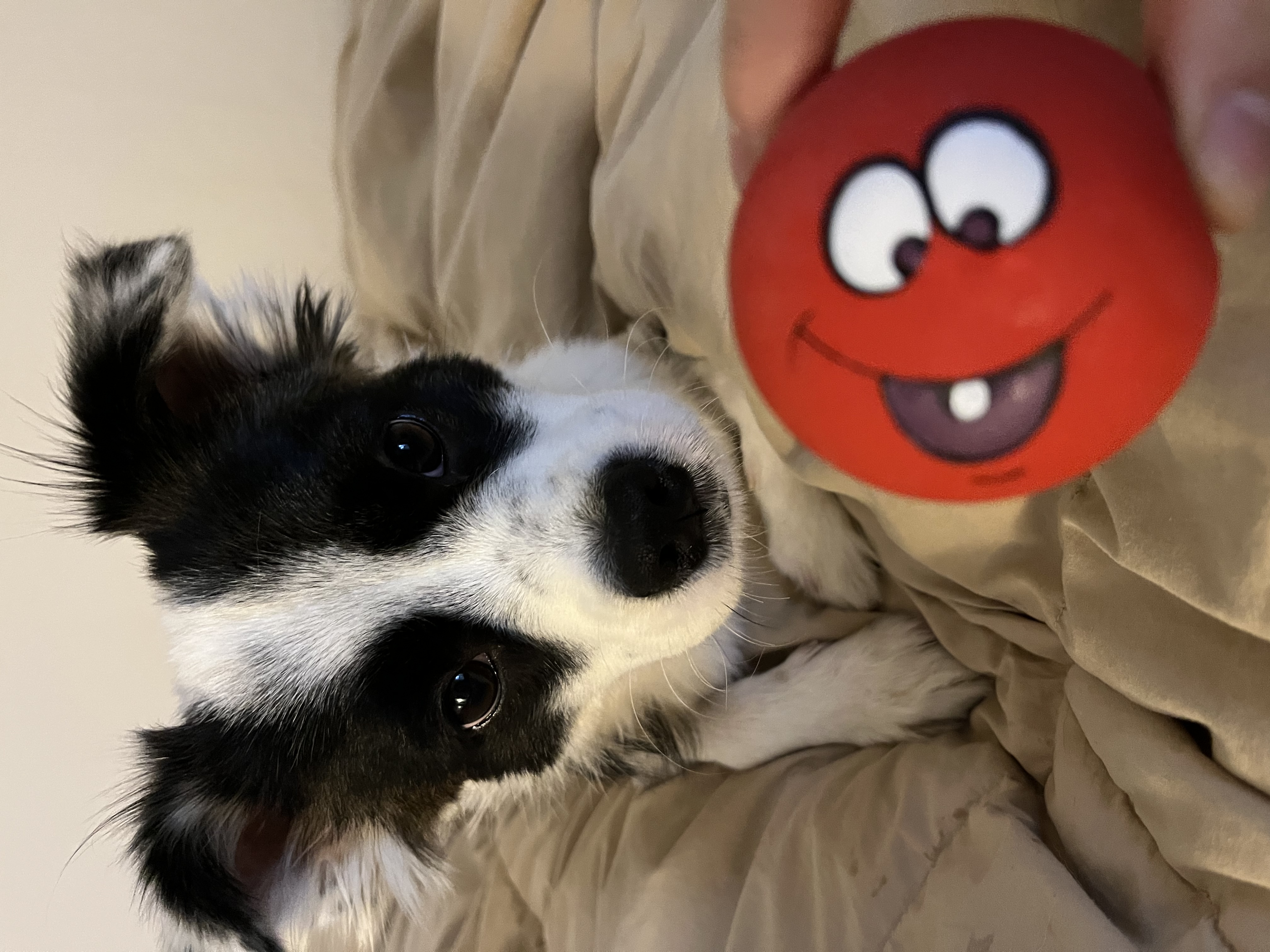 레오 근황이에요~(오래)