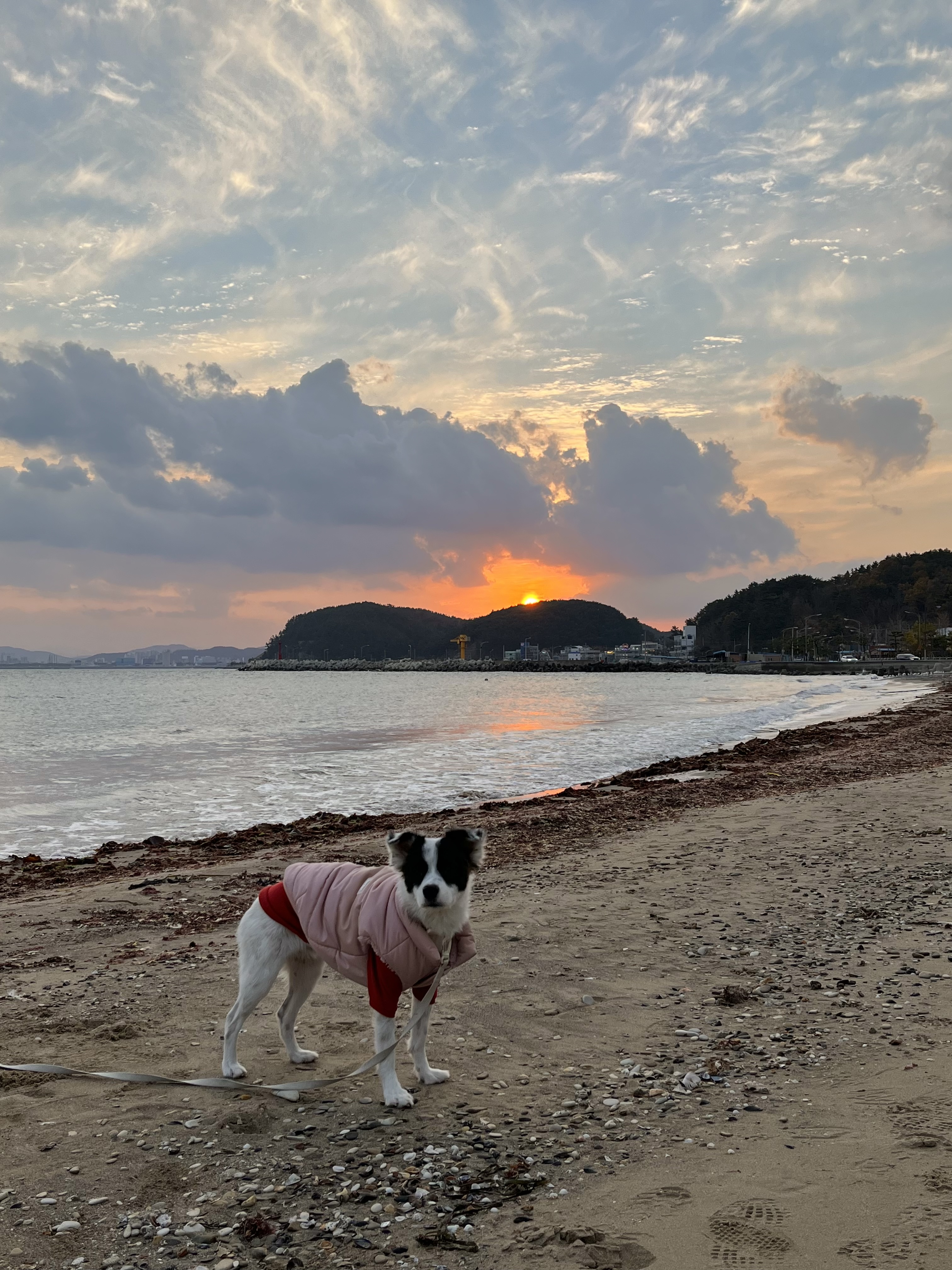 레오 근황이에요~(오래)