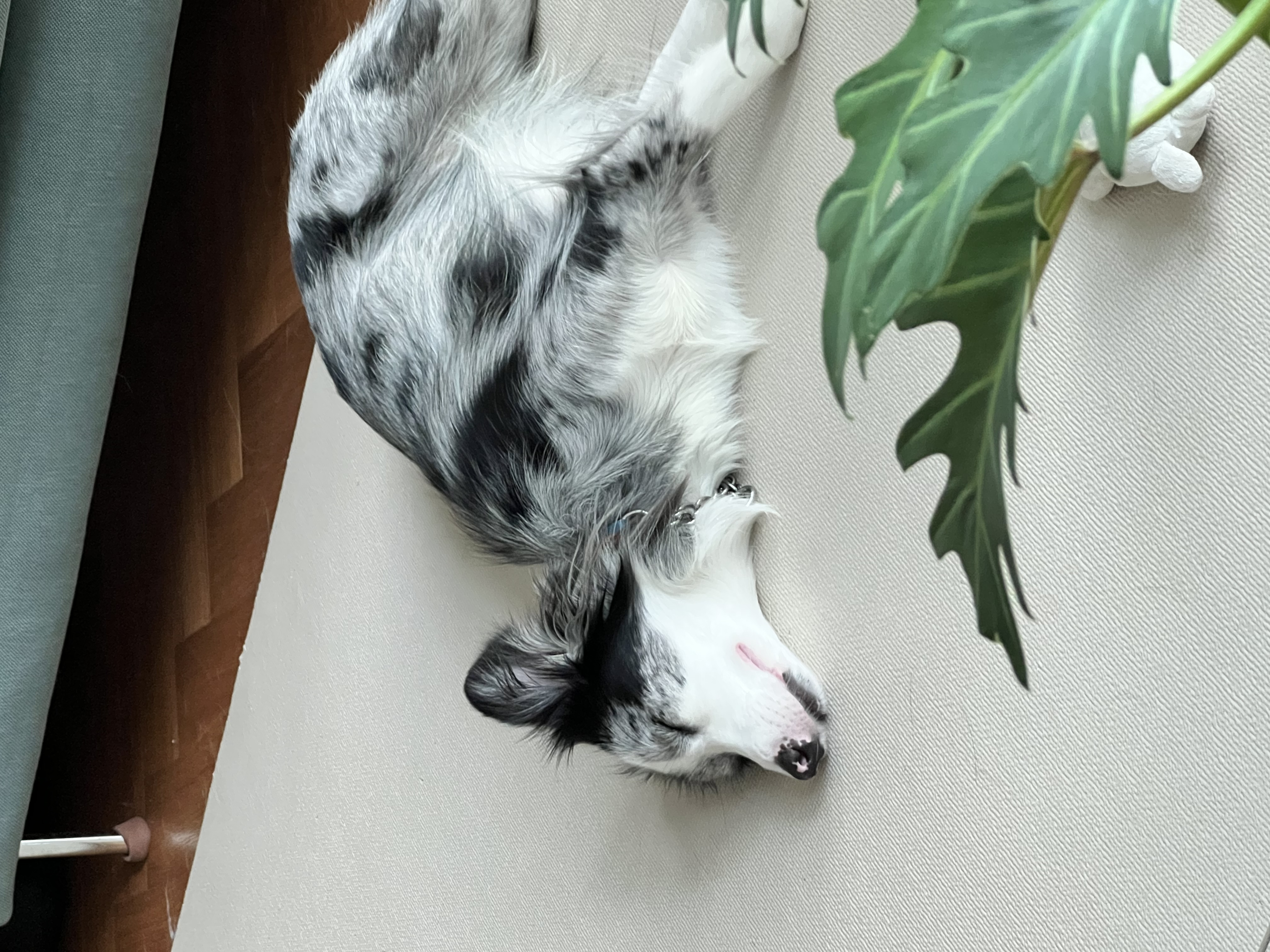 샤인이와 벌써 2년